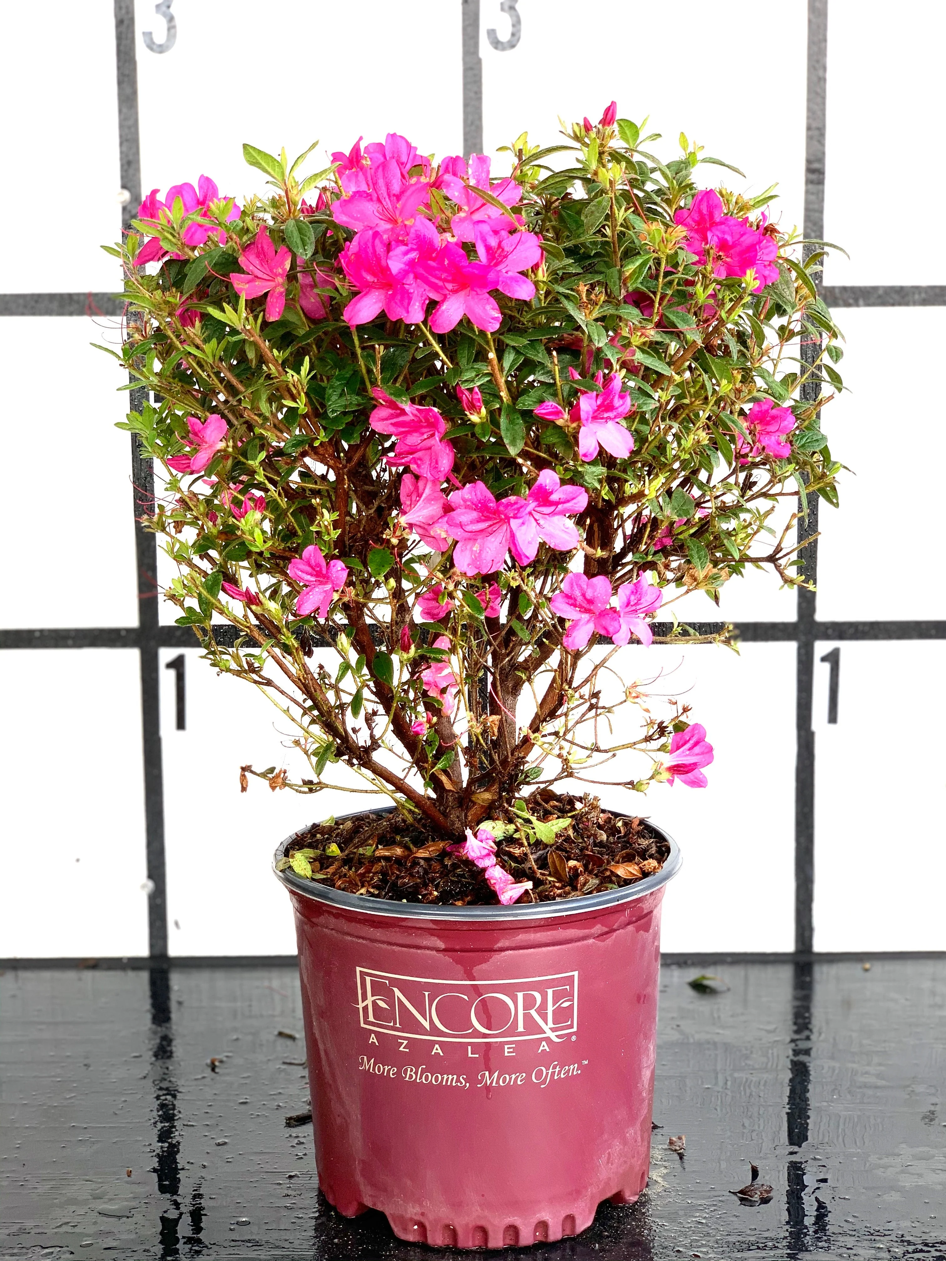 Autumn Amethyst Azalea - Image 3