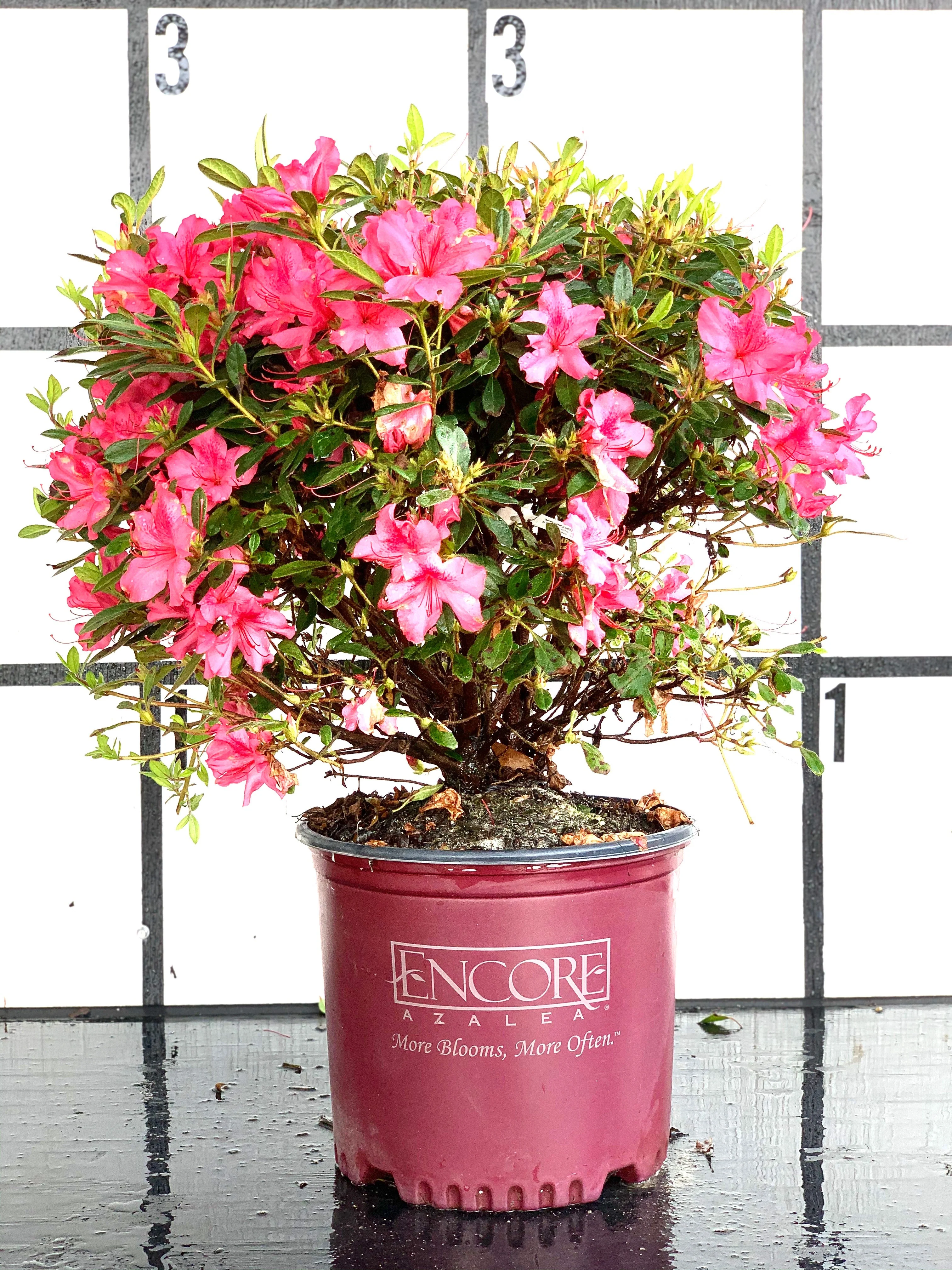 Autumn Amethyst Azalea - Image 4