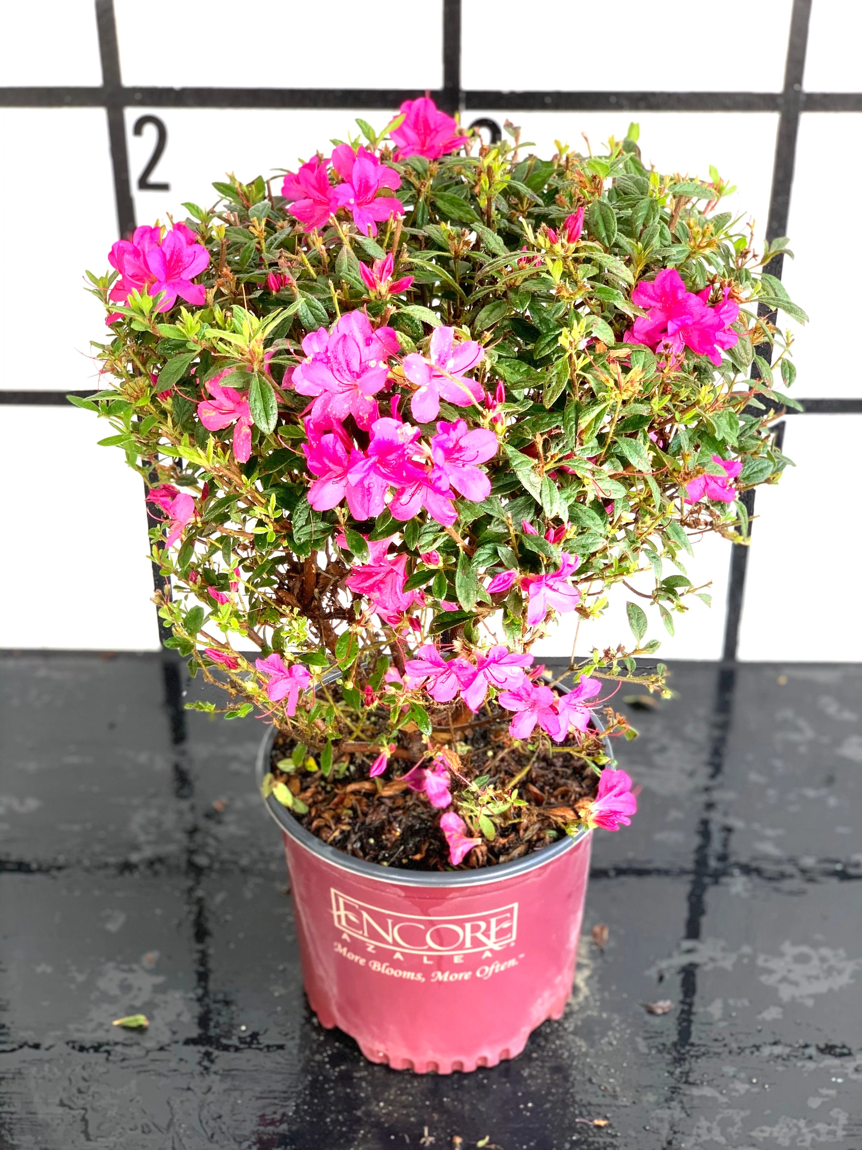 Autumn Amethyst Azalea - Image 5
