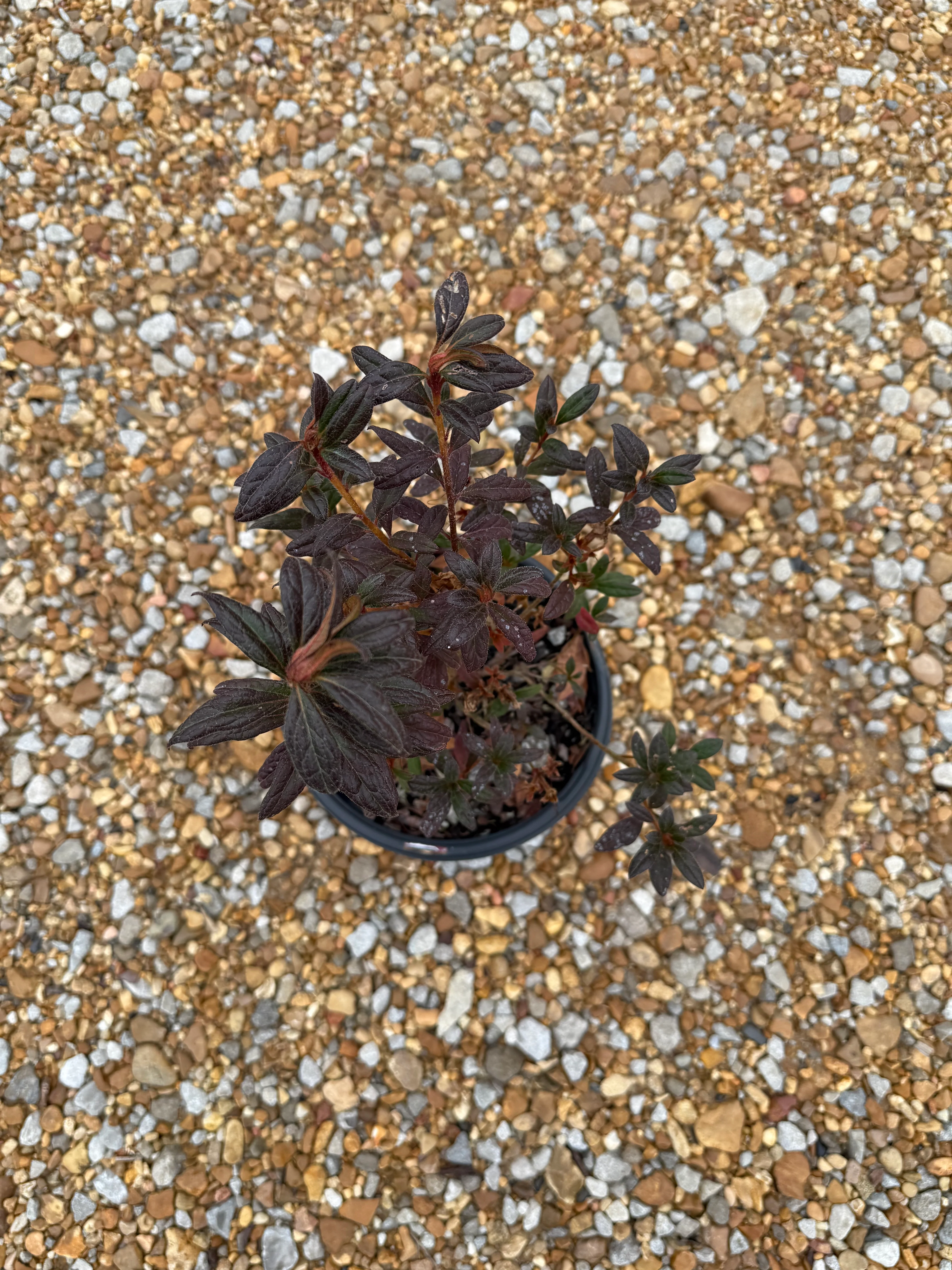 Autumn Amethyst Azalea - Image 6