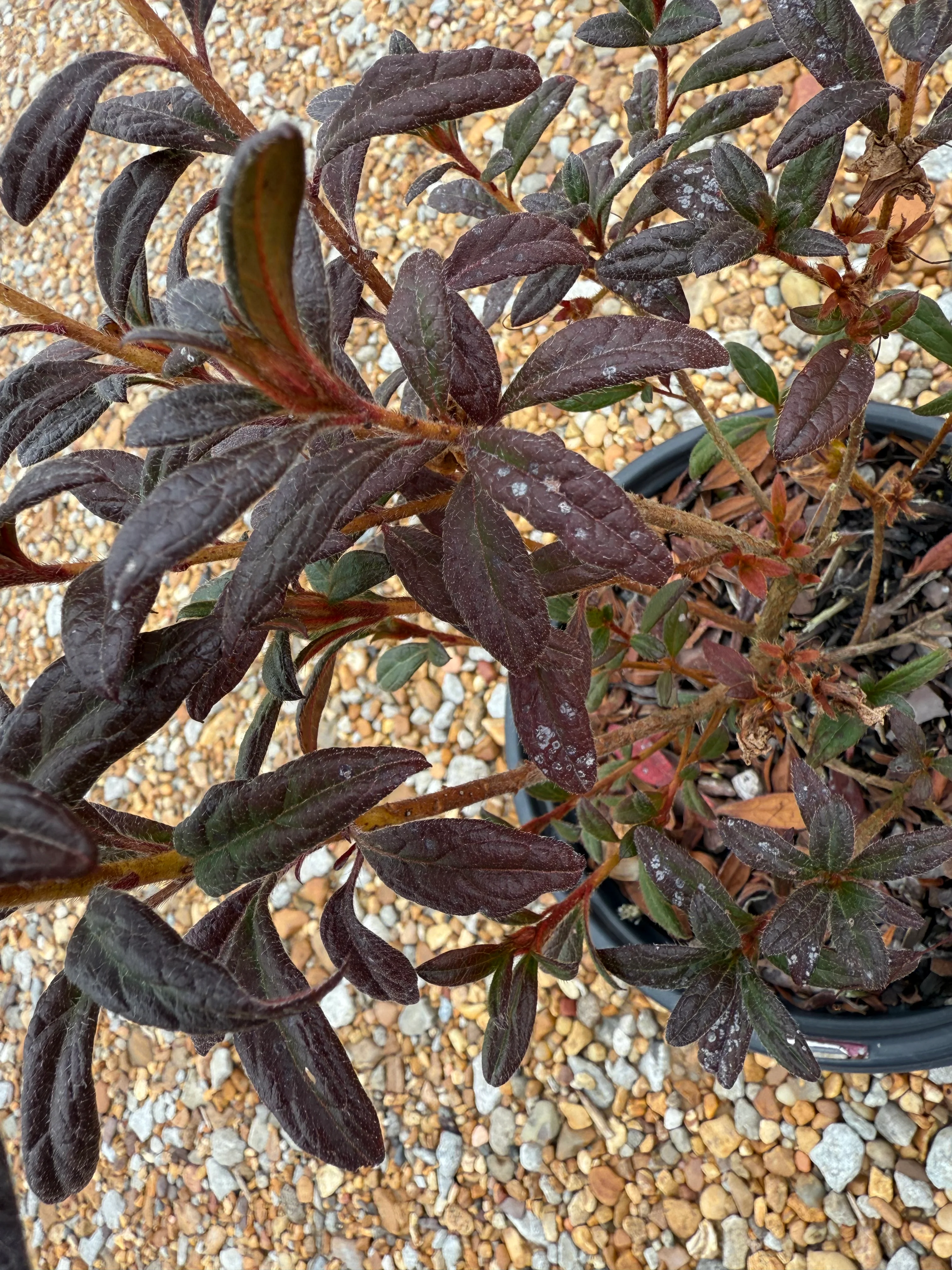 Autumn Amethyst Azalea - Image 7