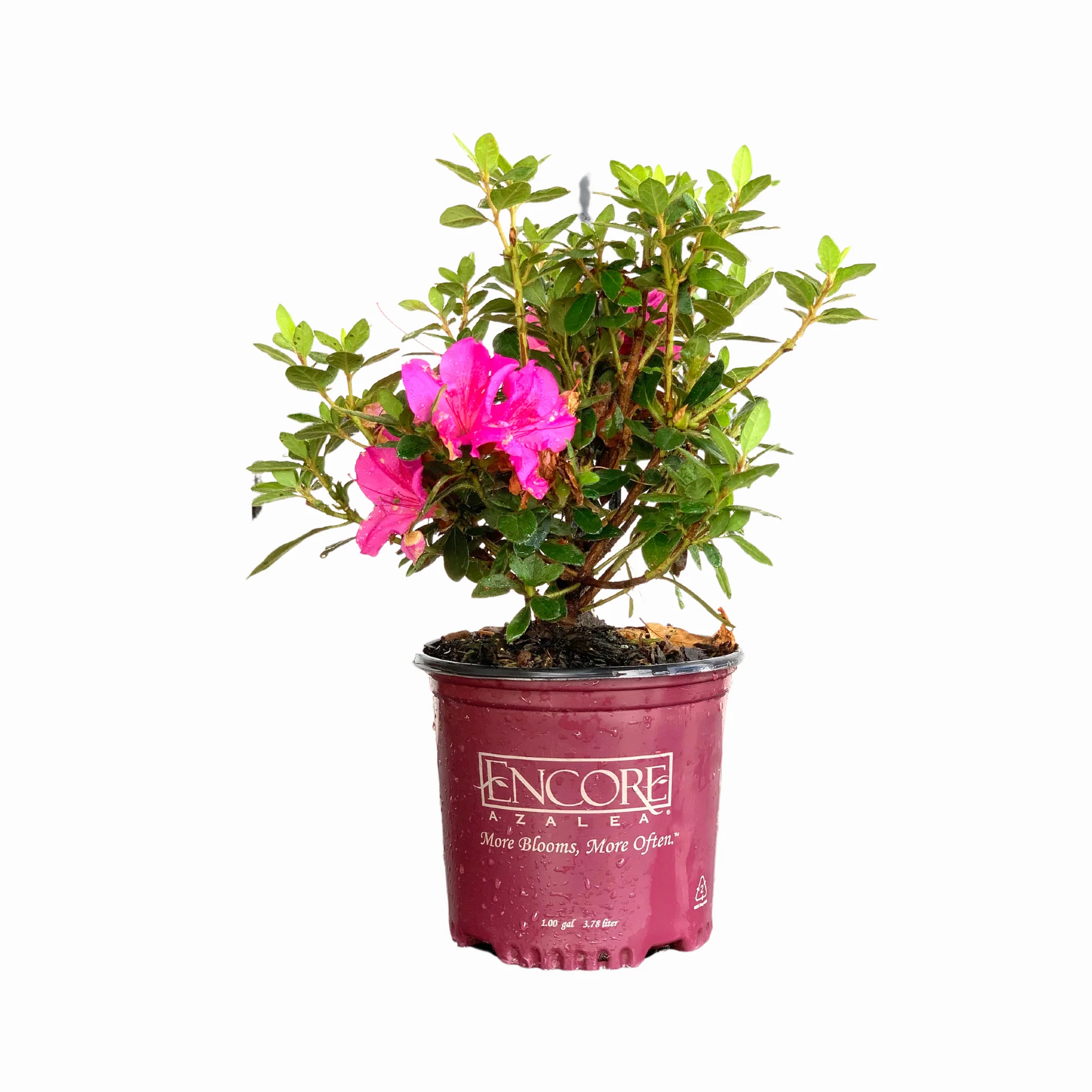 Autumn Royalty Azalea - Image 3