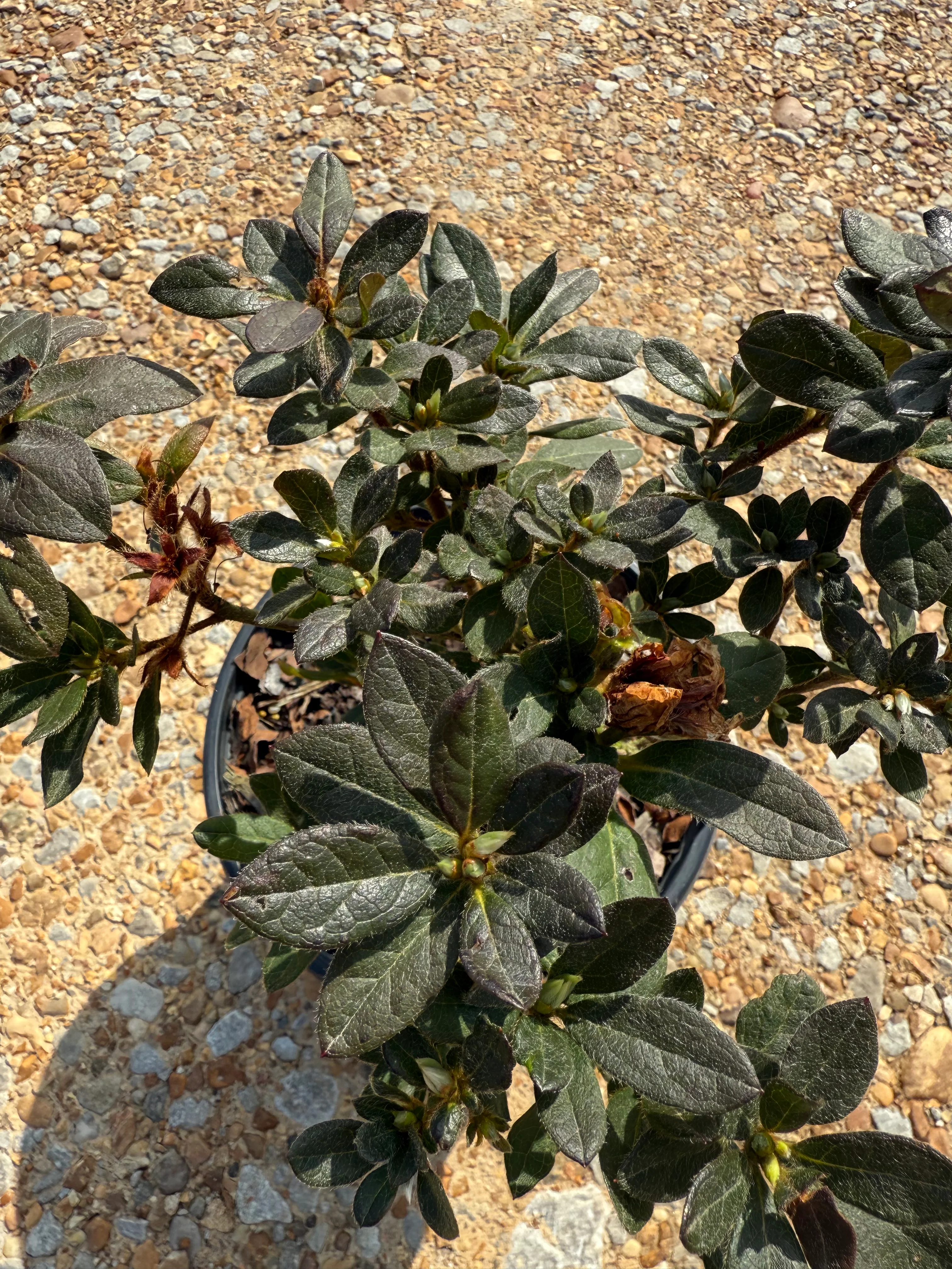 Autumn Royalty Azalea - Image 5