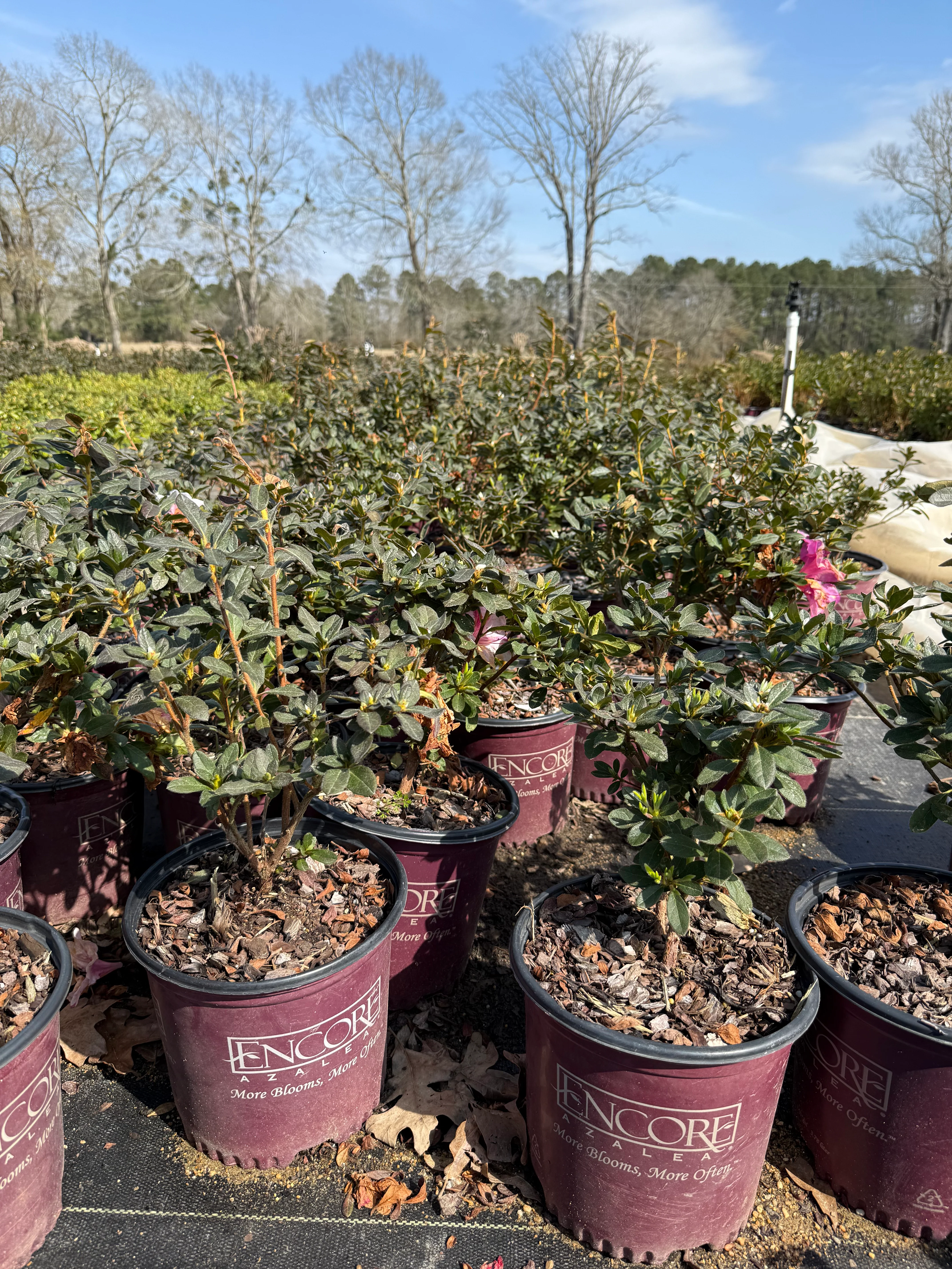 Autumn Royalty Azalea - Image 6