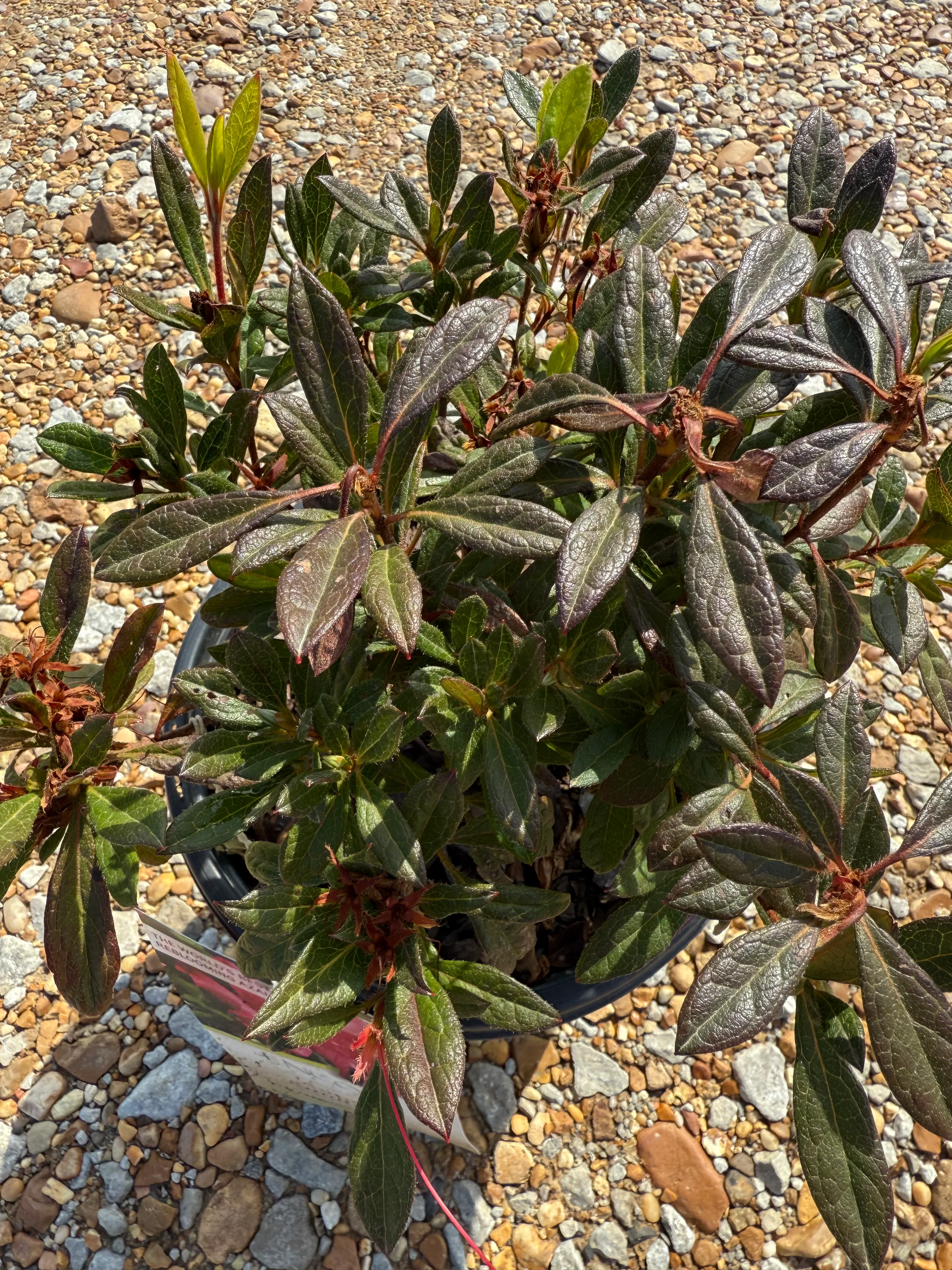 Autumn Sundance Azalea - Image 4