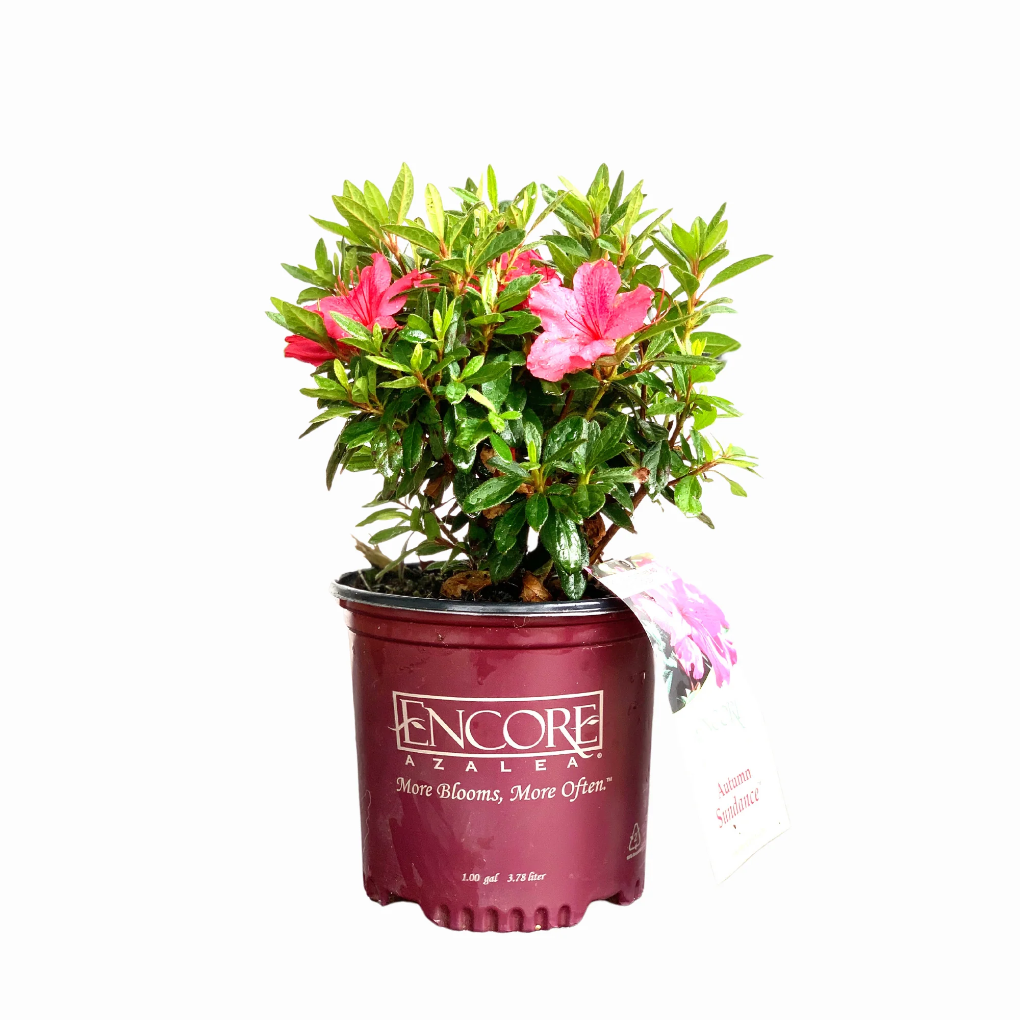 Autumn Sundance Azalea - Image 6