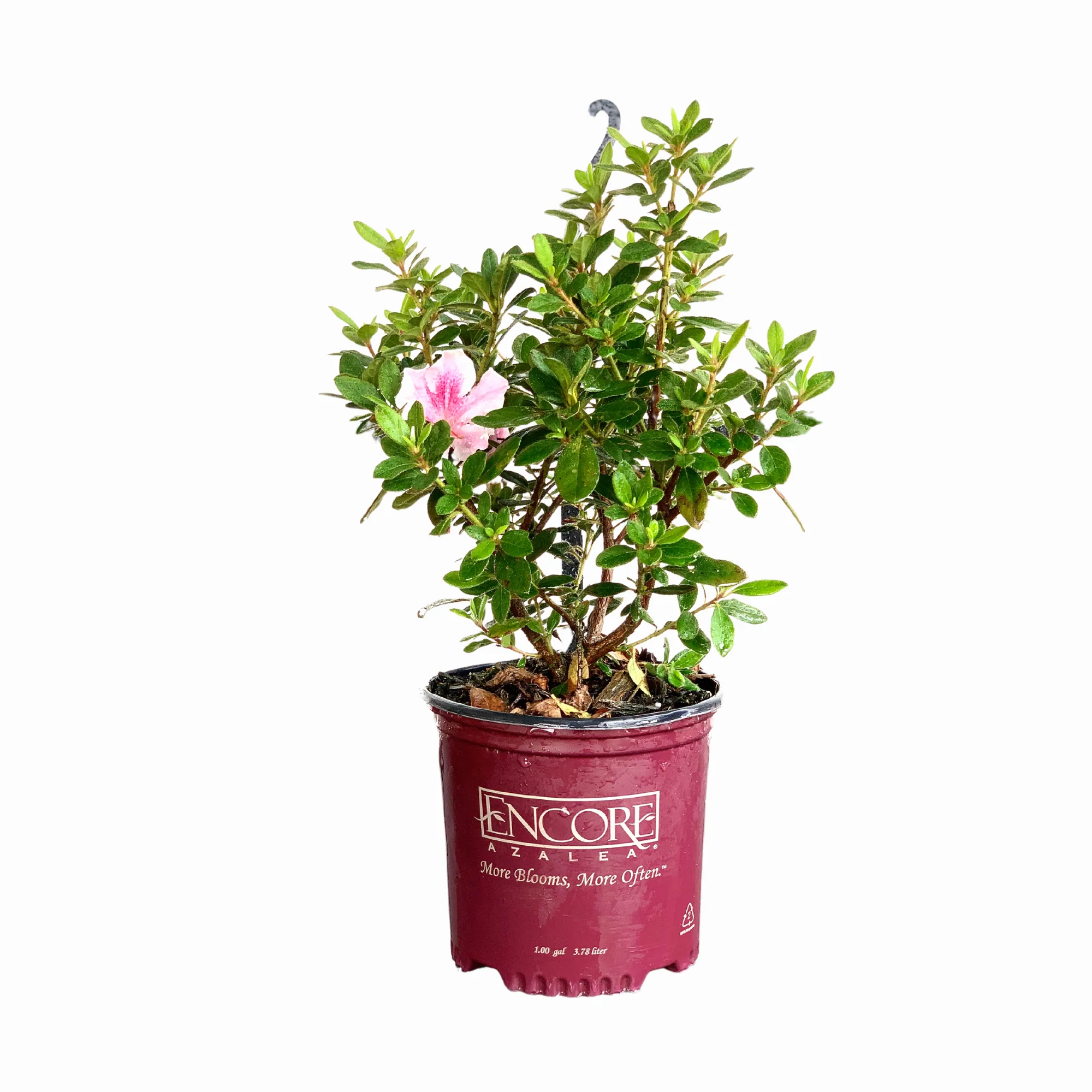 Autumn Twist Azalea - Image 10