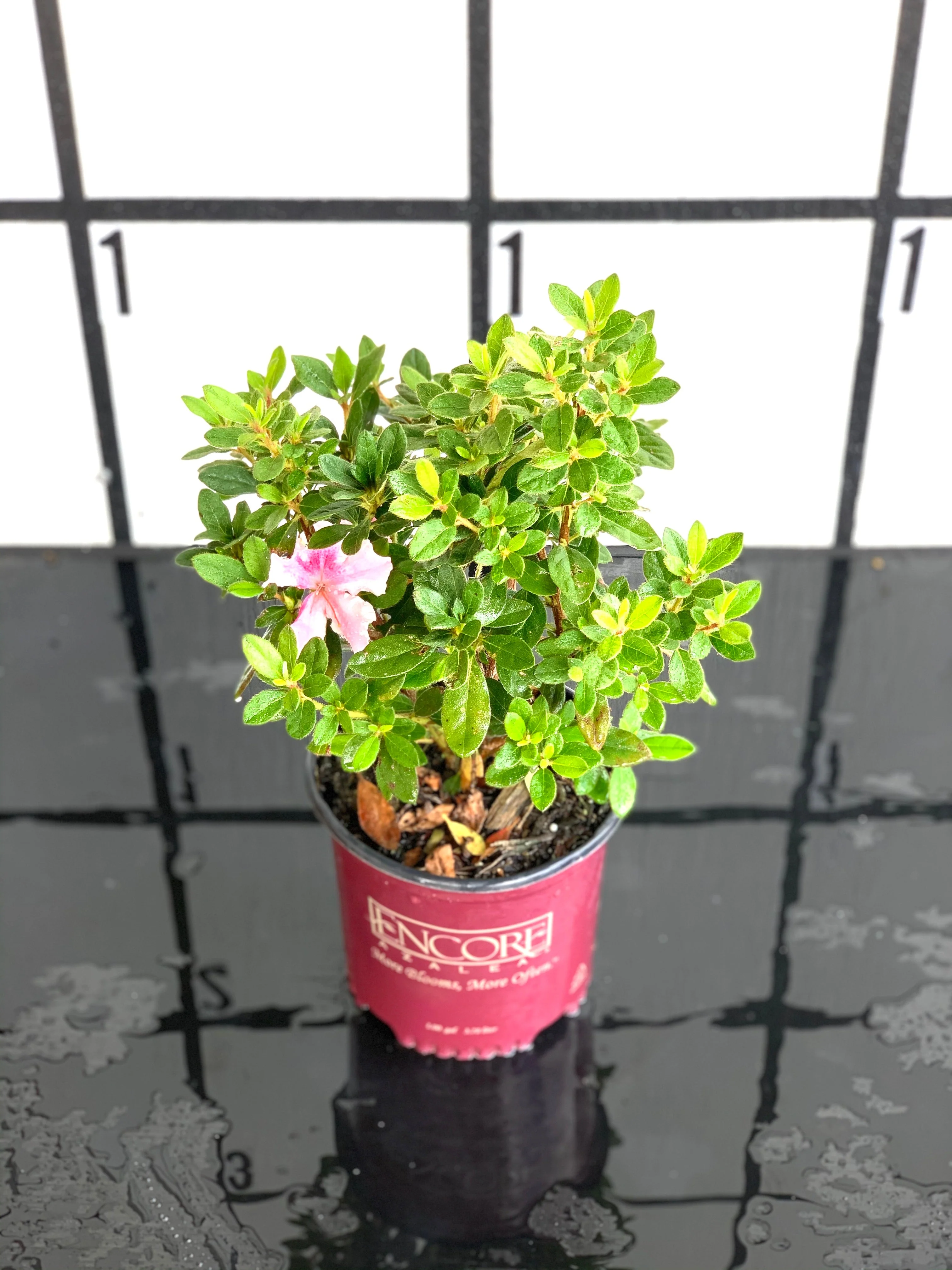 Autumn Twist Azalea - Image 11