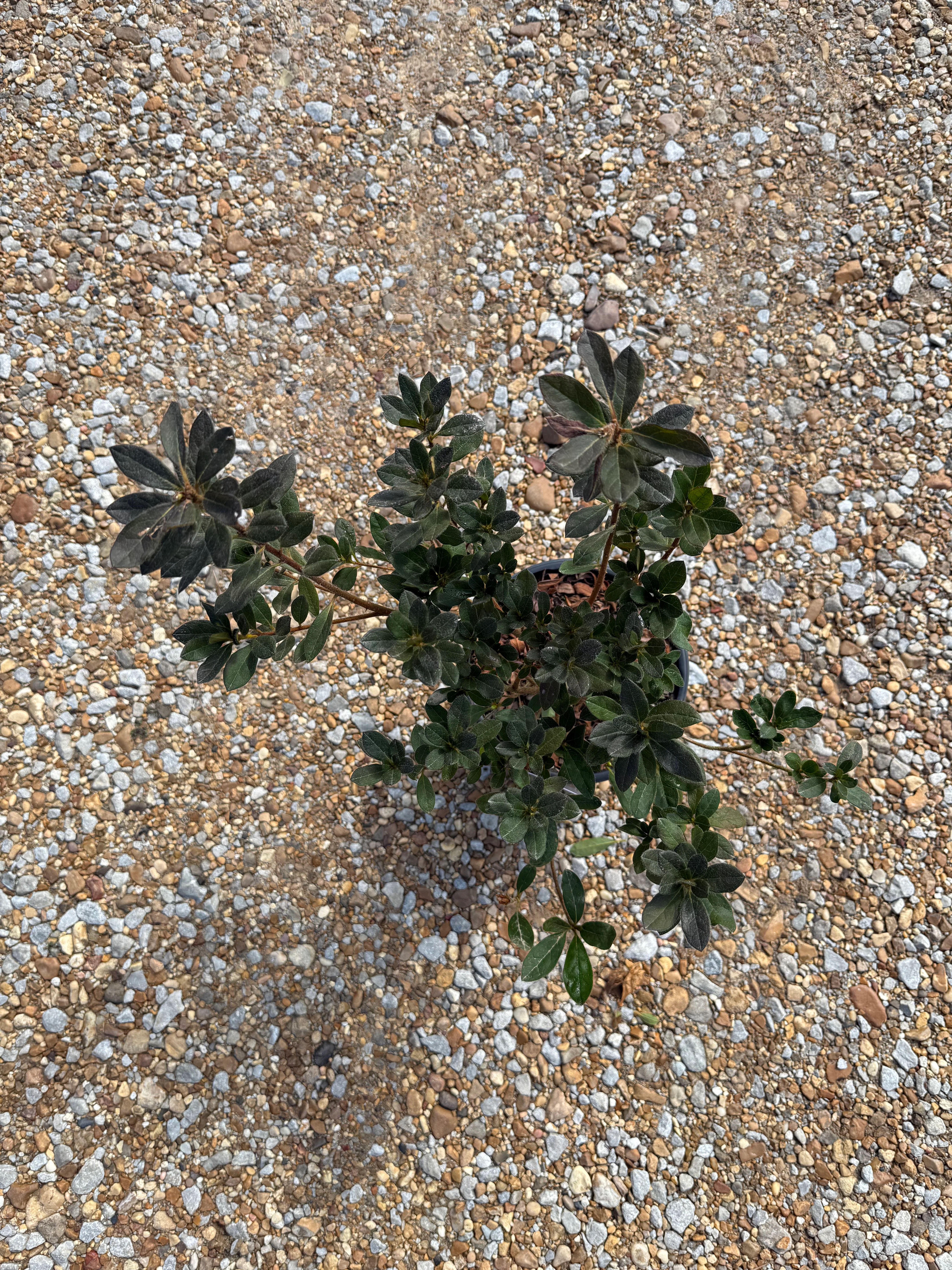 Autumn Twist Azalea - Image 4