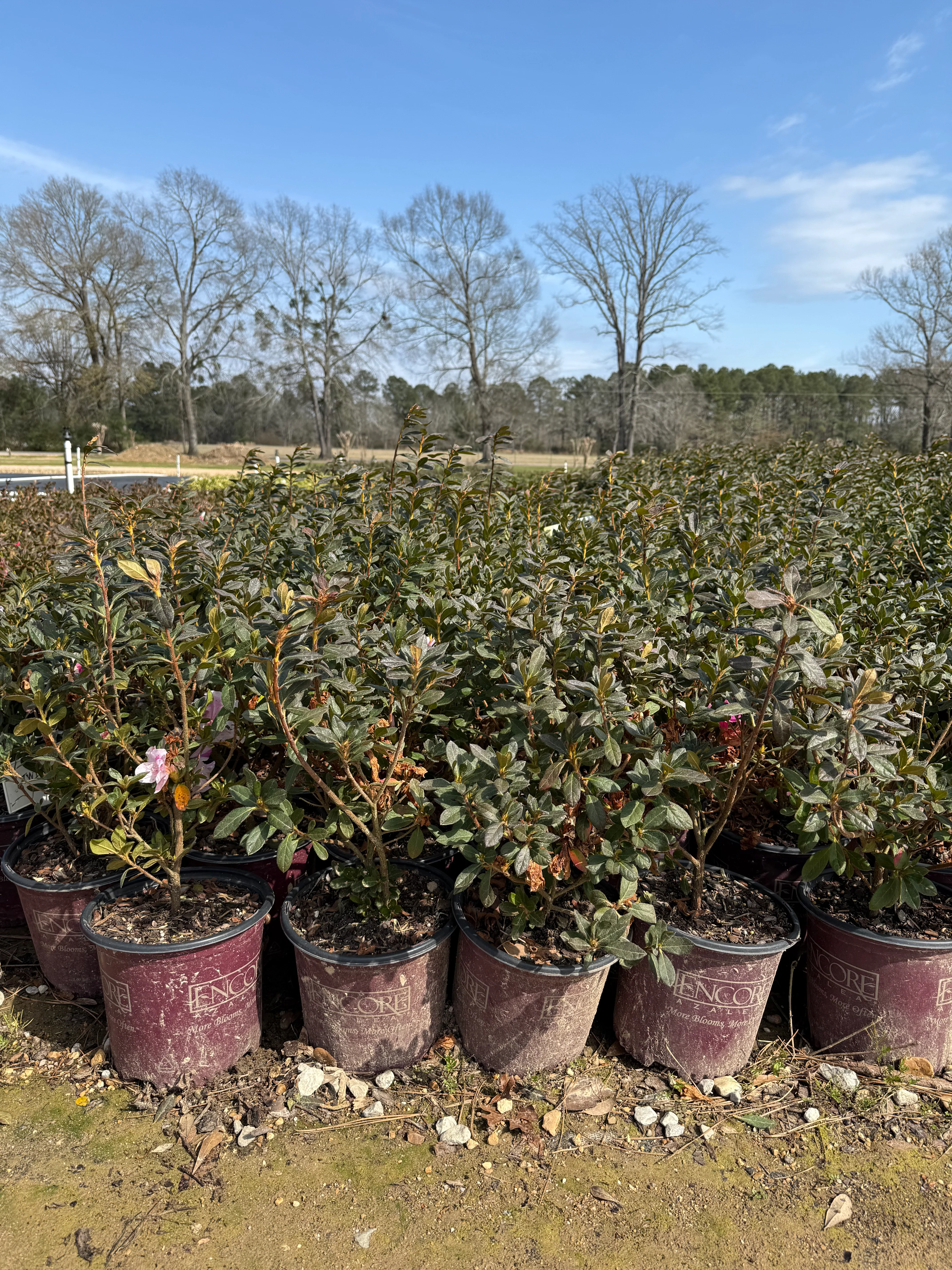 Autumn Twist Azalea - Image 6