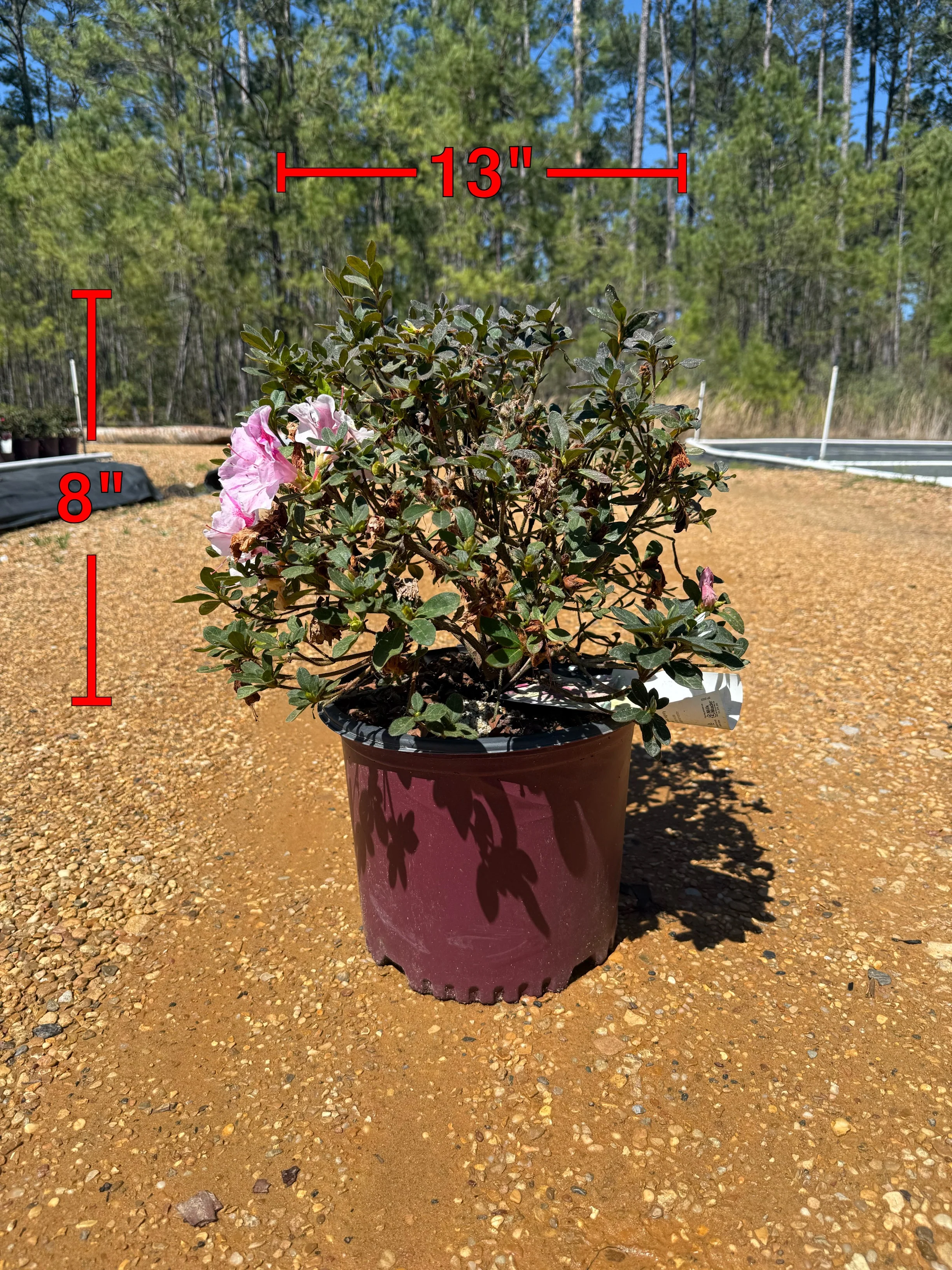 Autumn Twist Azalea - Image 7
