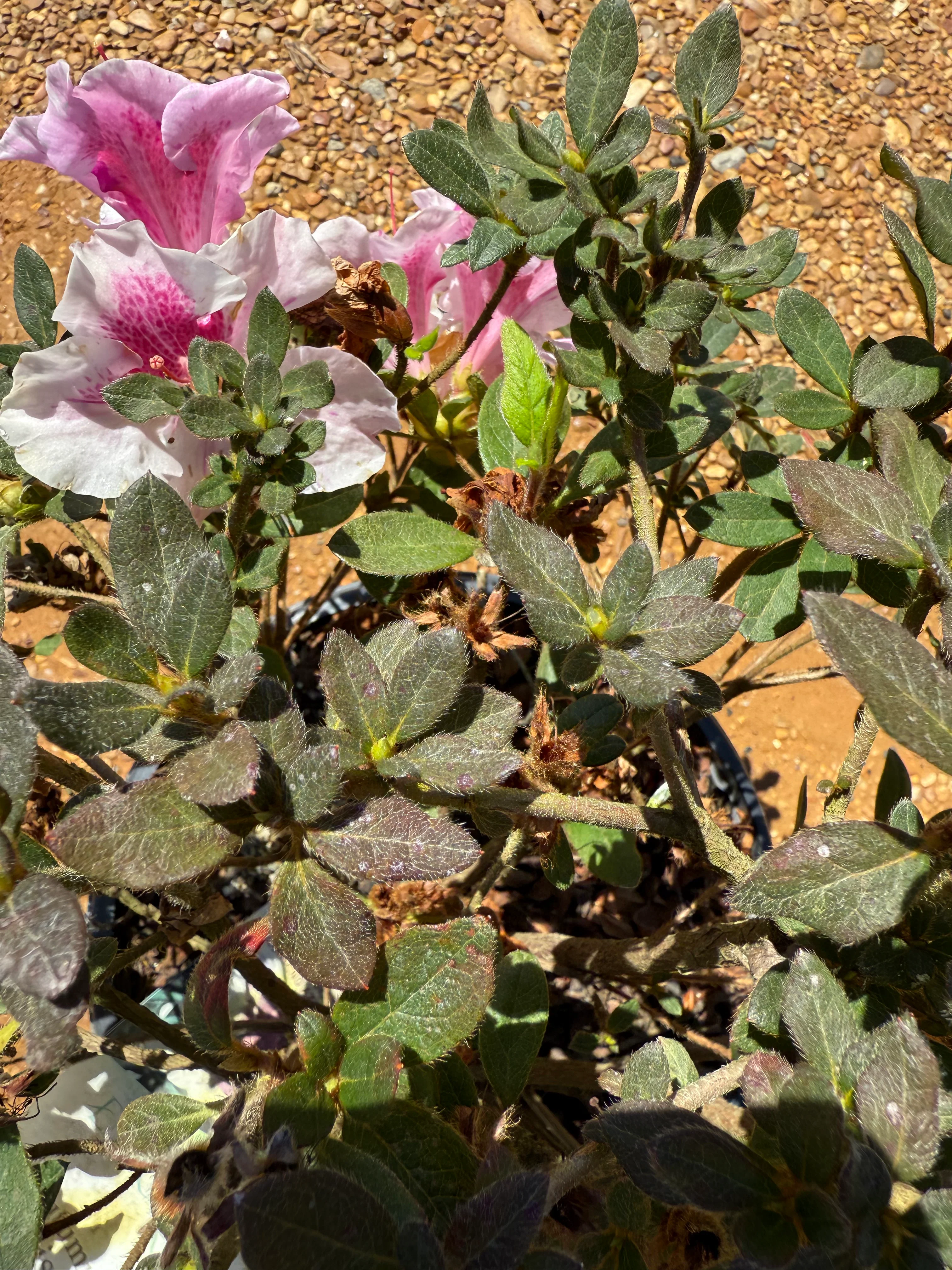 Autumn Twist Azalea - Image 8