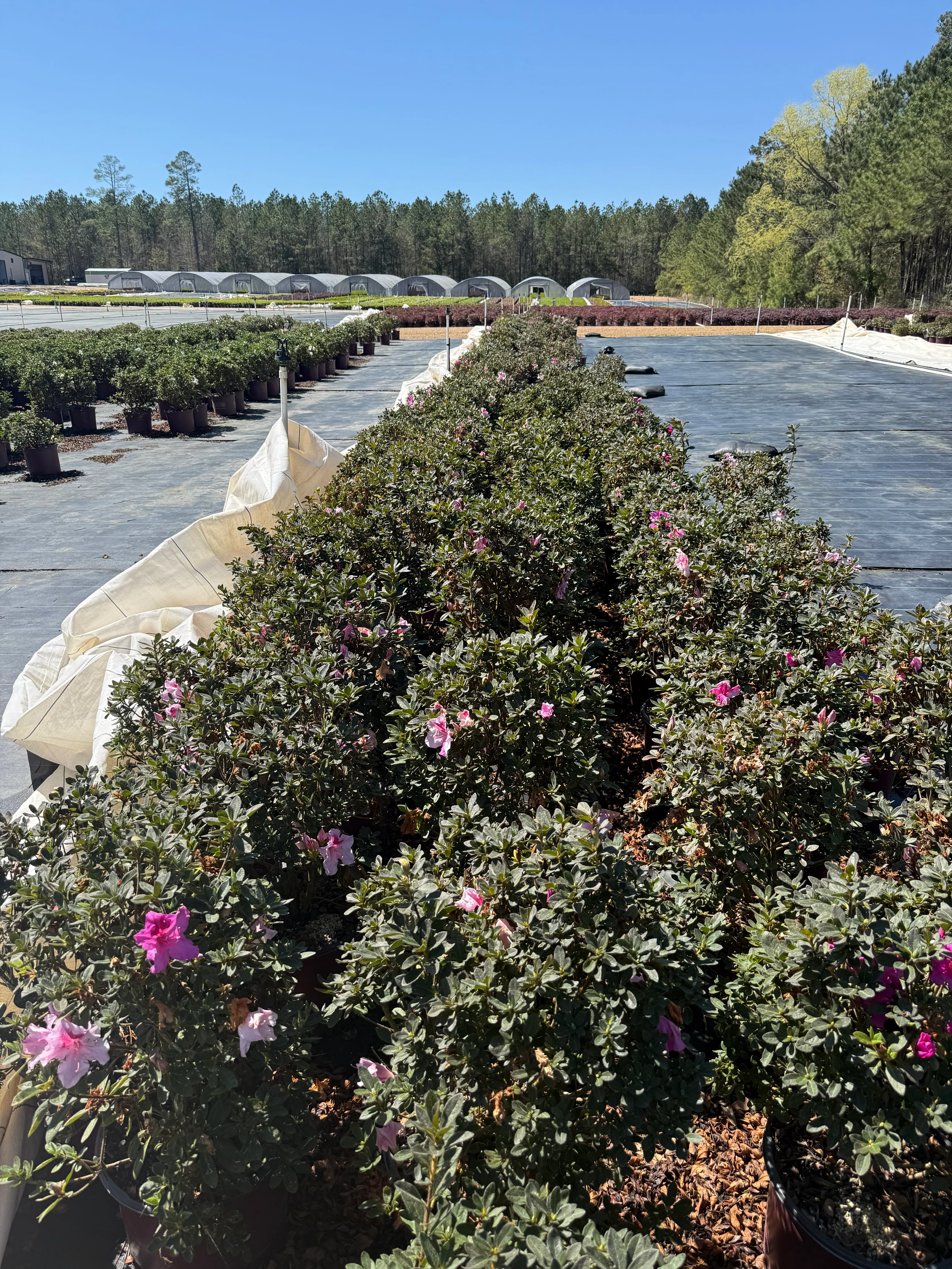 Autumn Twist Azalea - Image 9