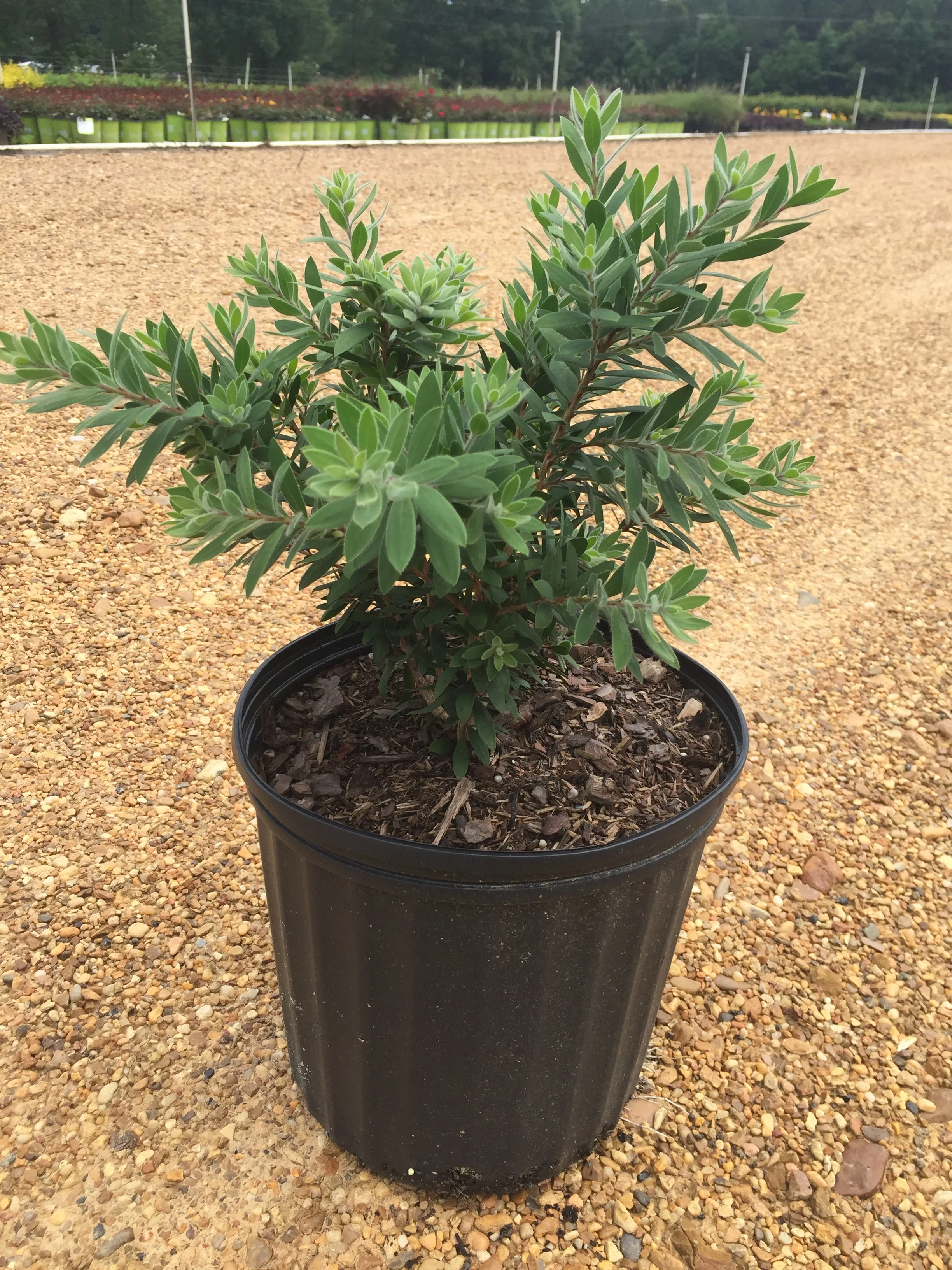 Better John BottleBrush - Image 3