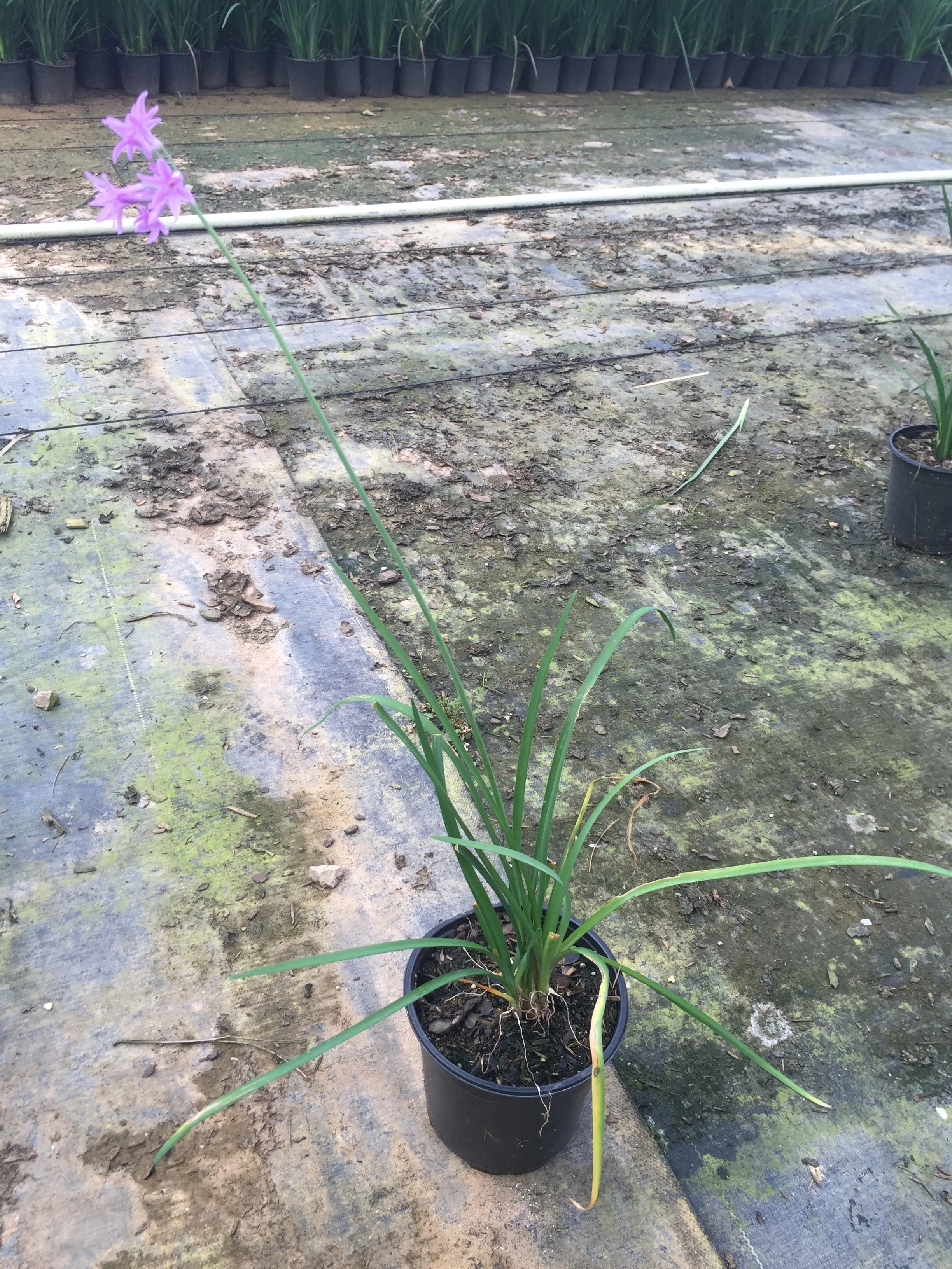 Bicolor Iris - Image 3