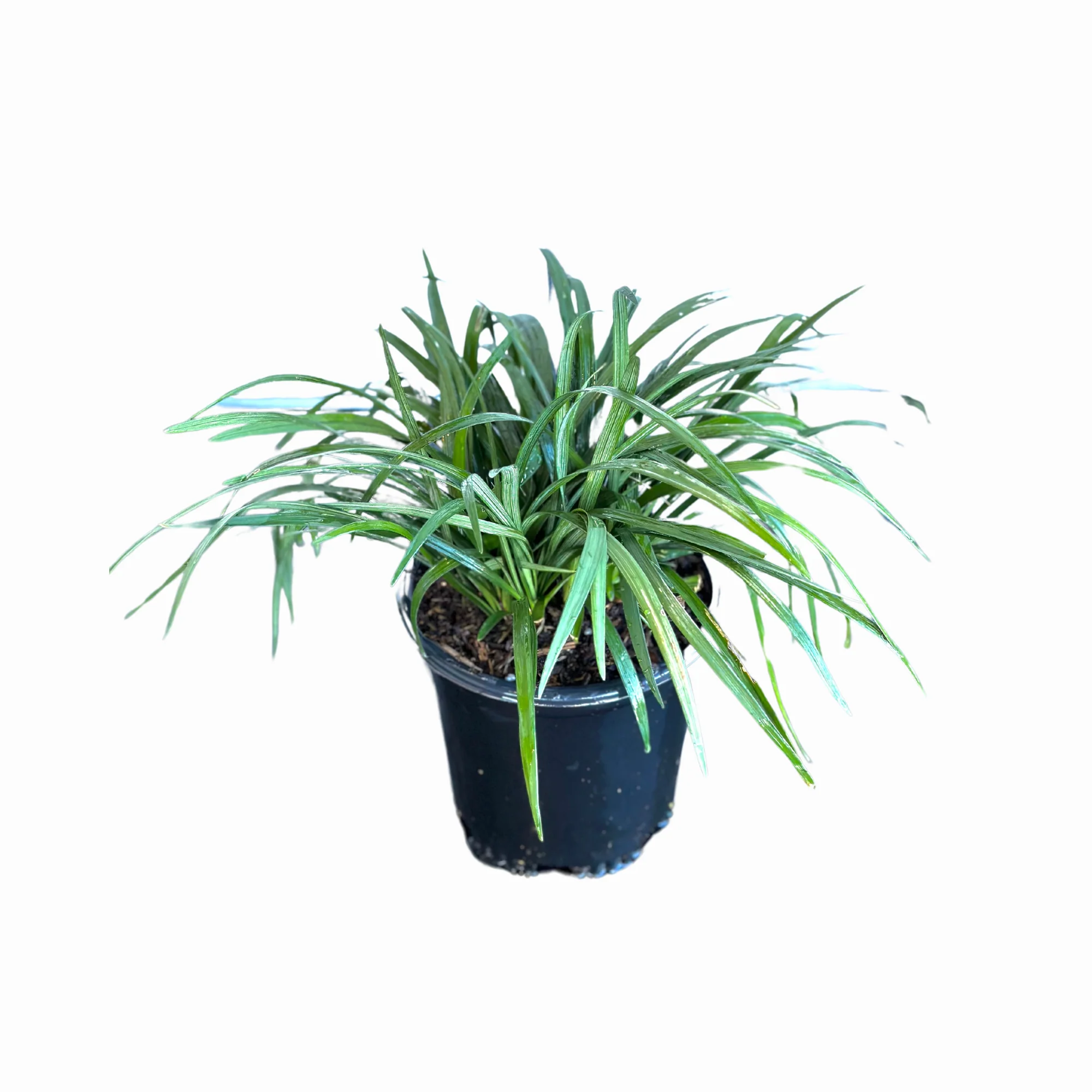 Big Blue Liriope - Image 3