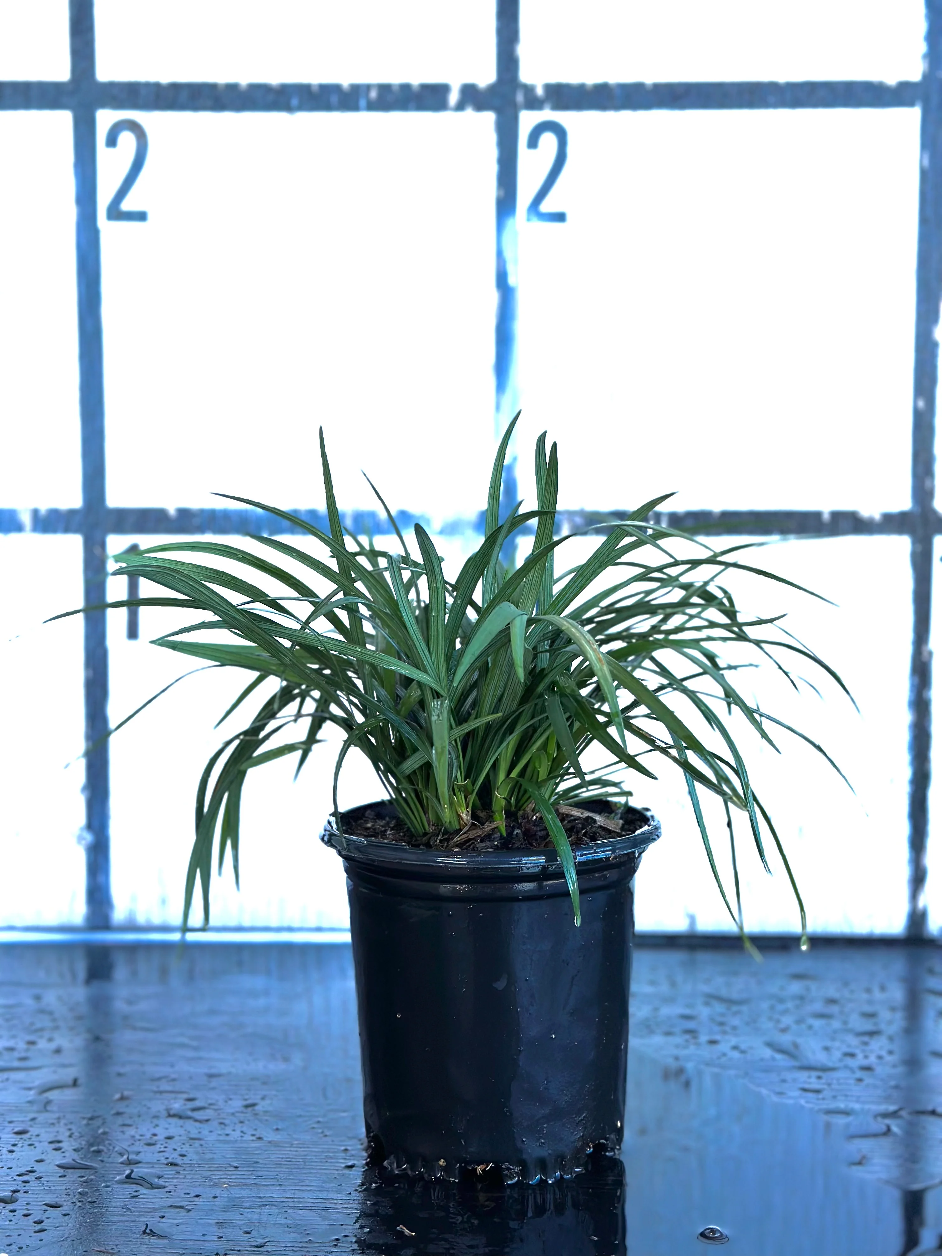 Big Blue Liriope - Image 4