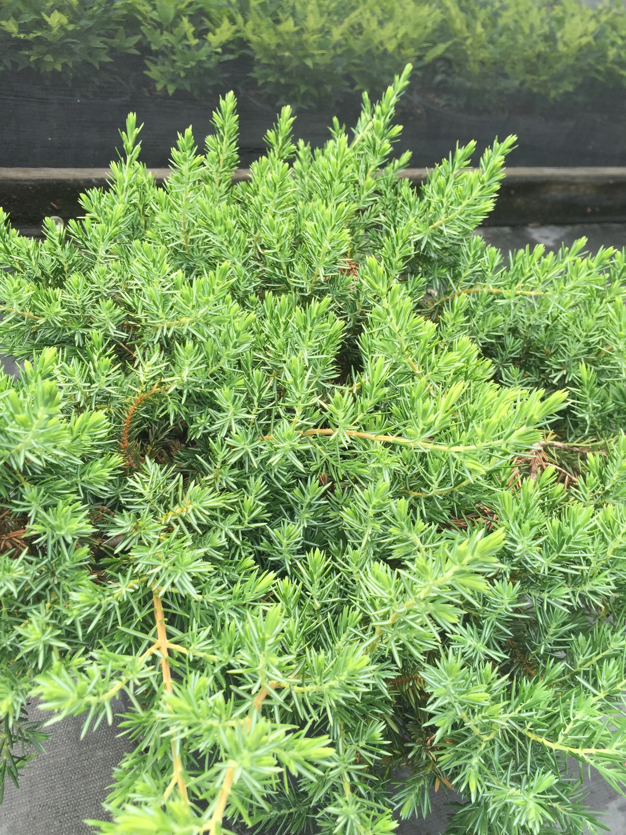 Blue Pacific Juniper - Image 3