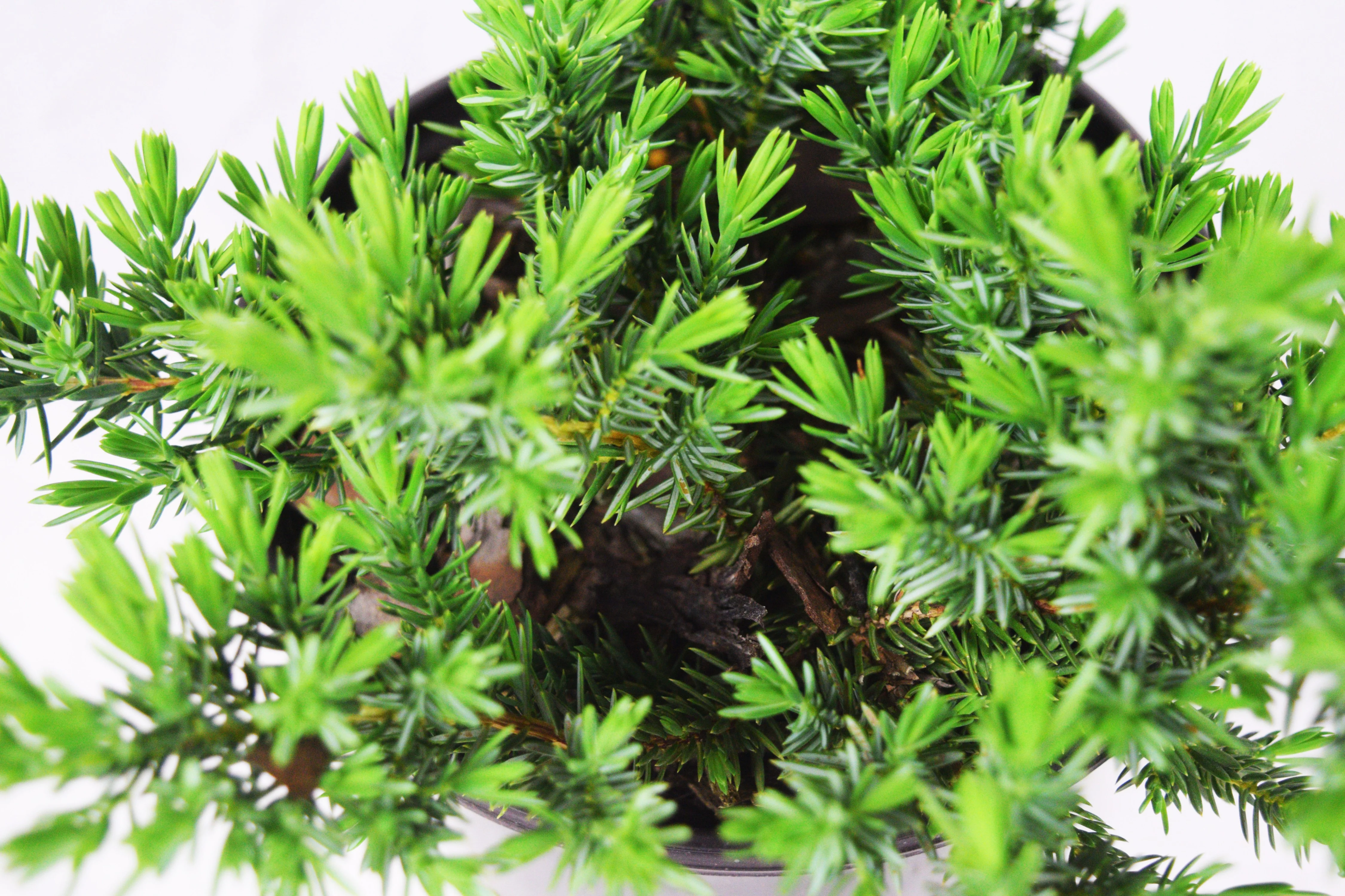 Blue Pacific Juniper - Image 4