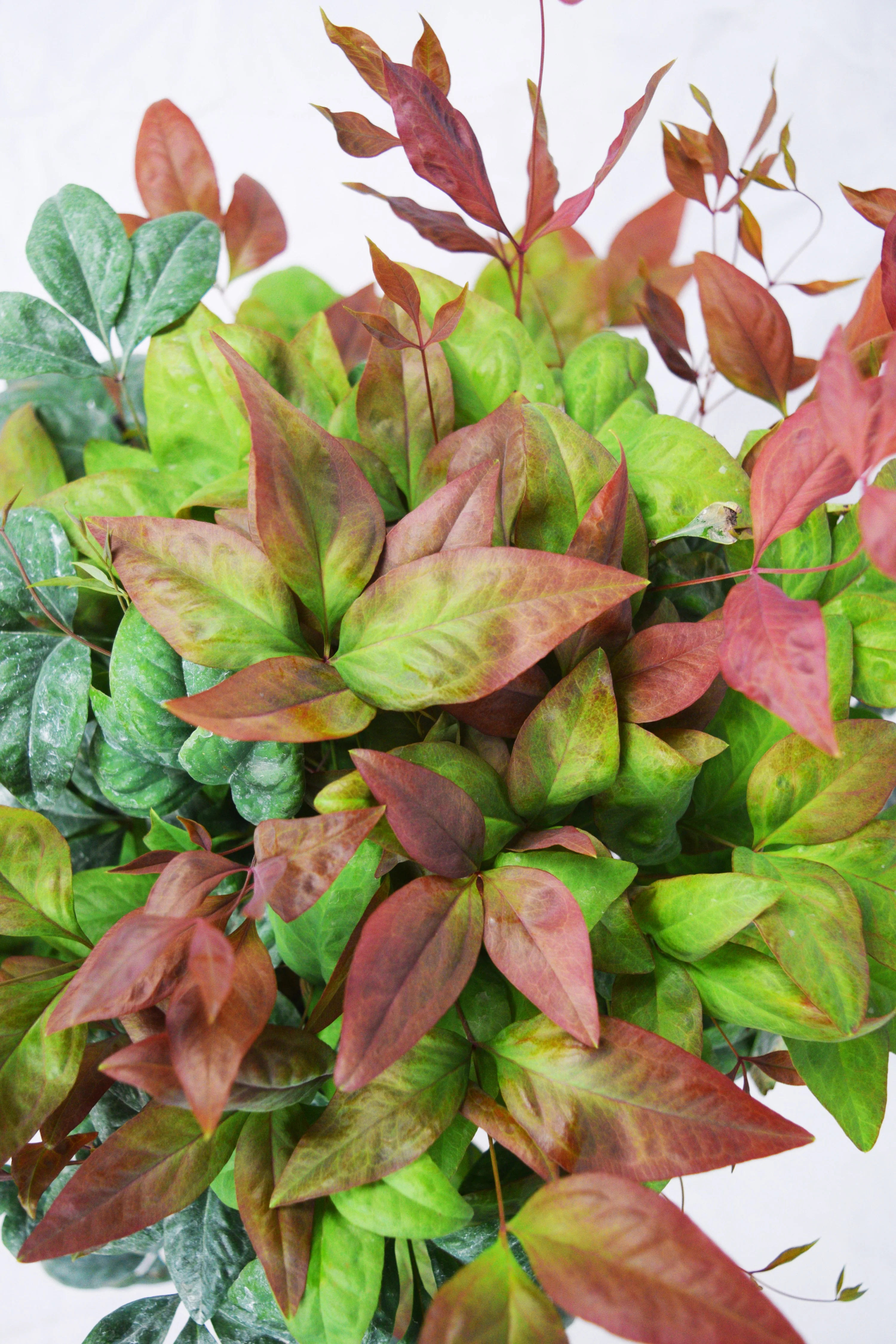 Blush Pink Nandina™ - Image 3