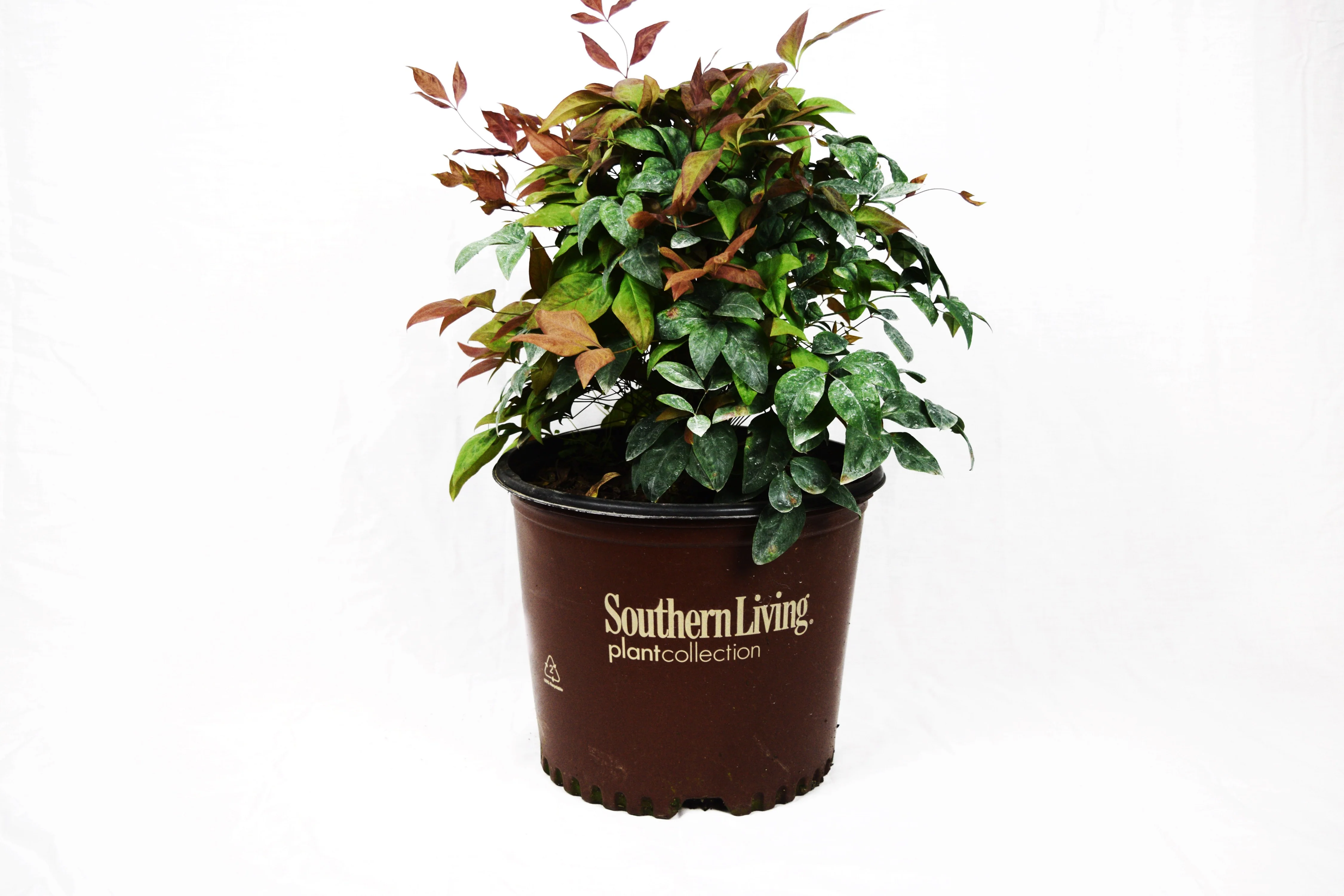 Blush Pink Nandina™ - Image 4