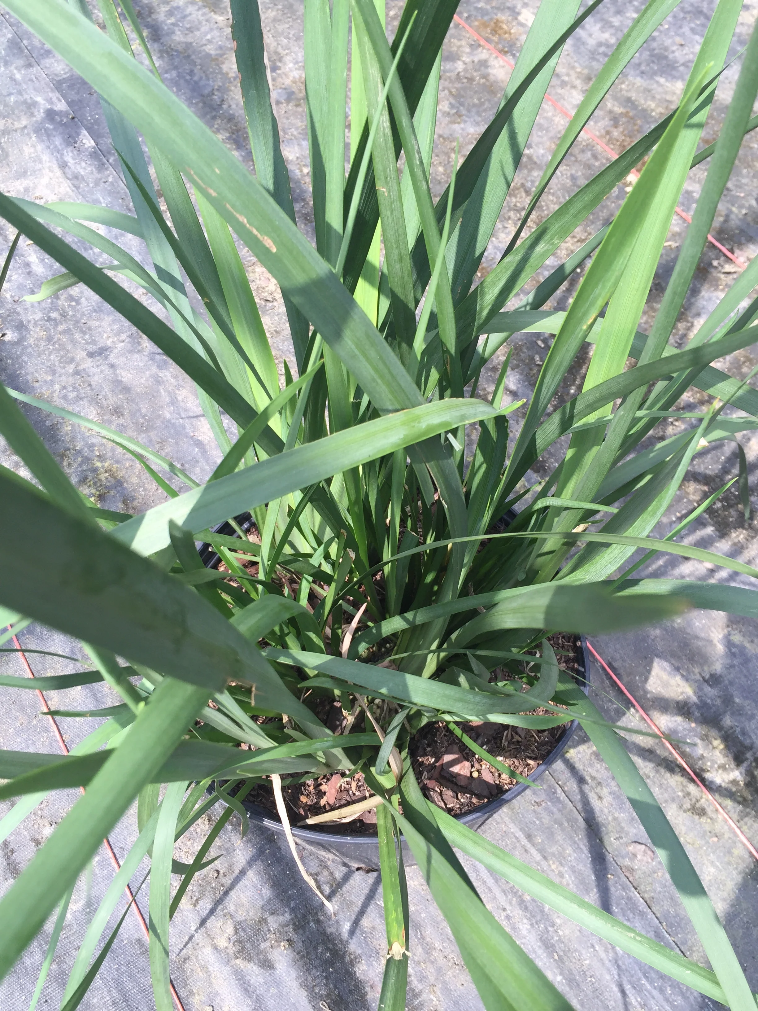 Butterfly Iris - Image 3