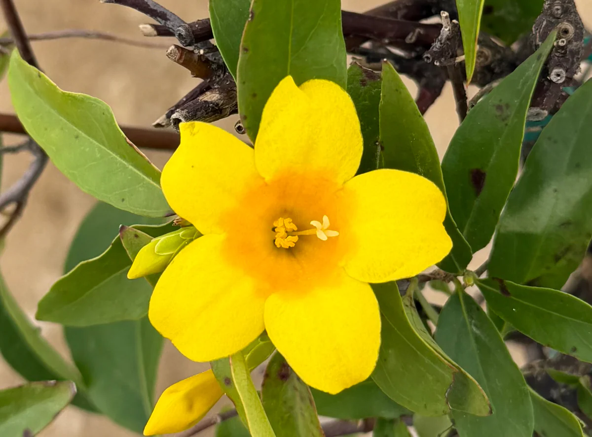 Carolina Jasmine - Image 3