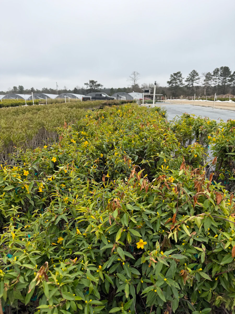 Carolina Jasmine - Image 4