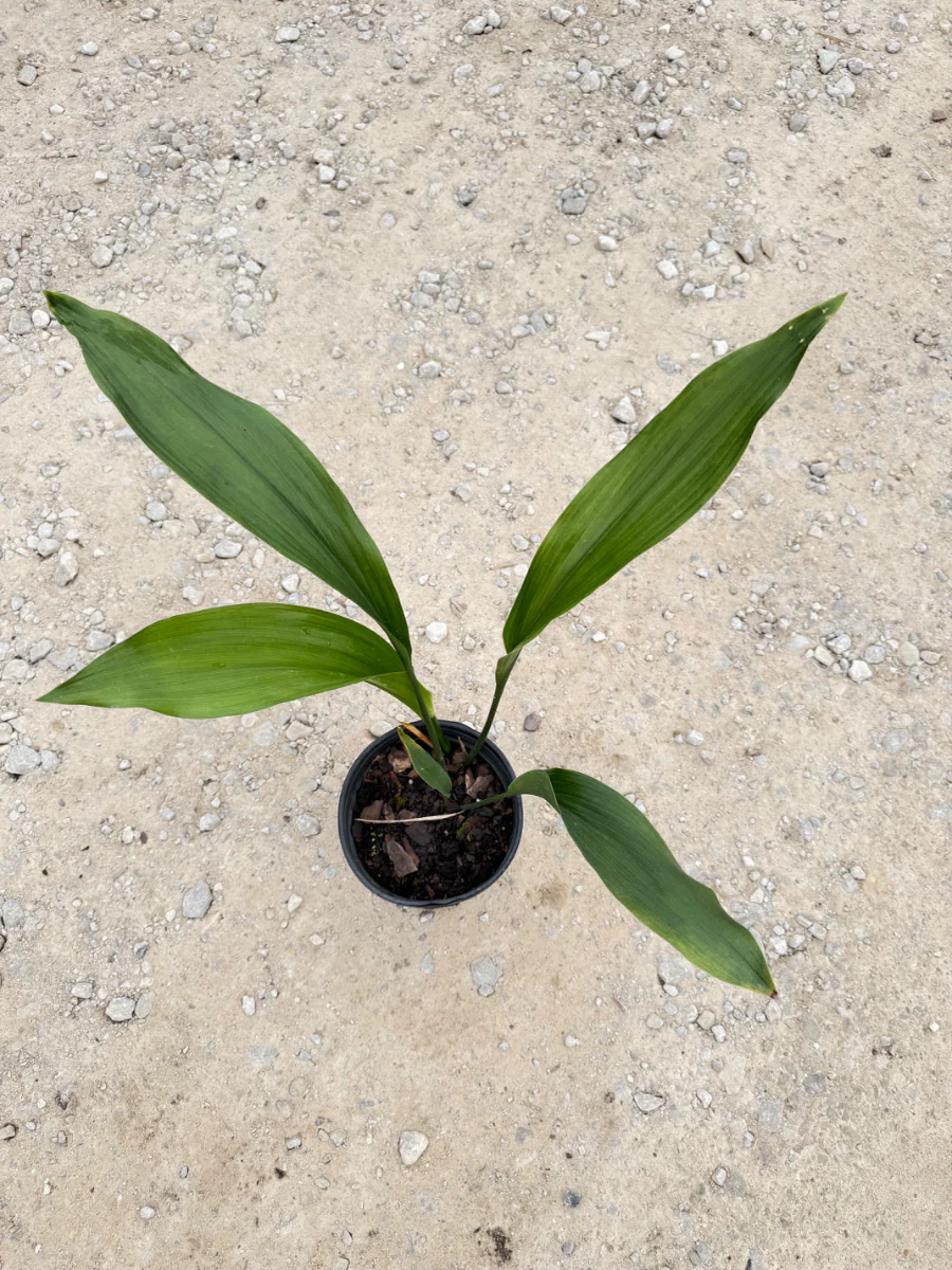 Cast Iron - Image 11