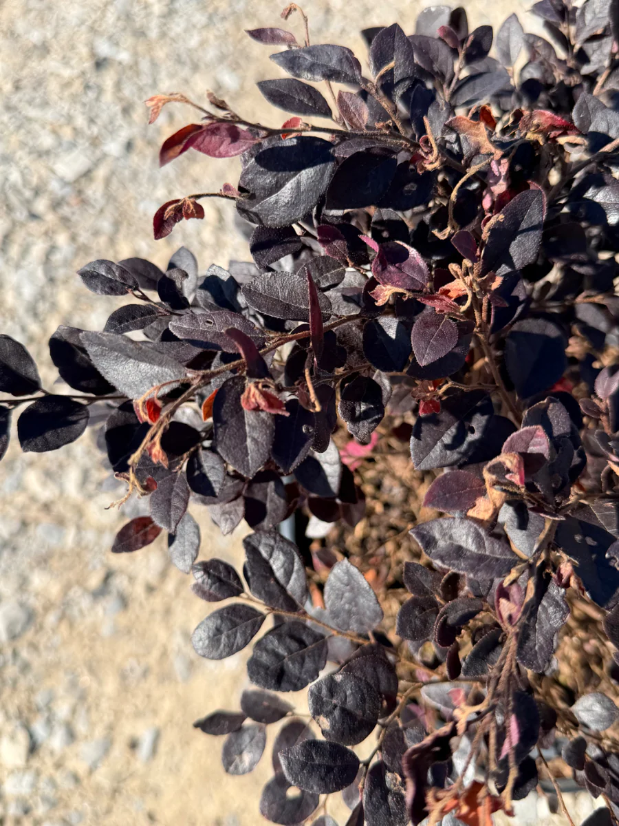 Cerise Charm™ Loropetalum - Image 3