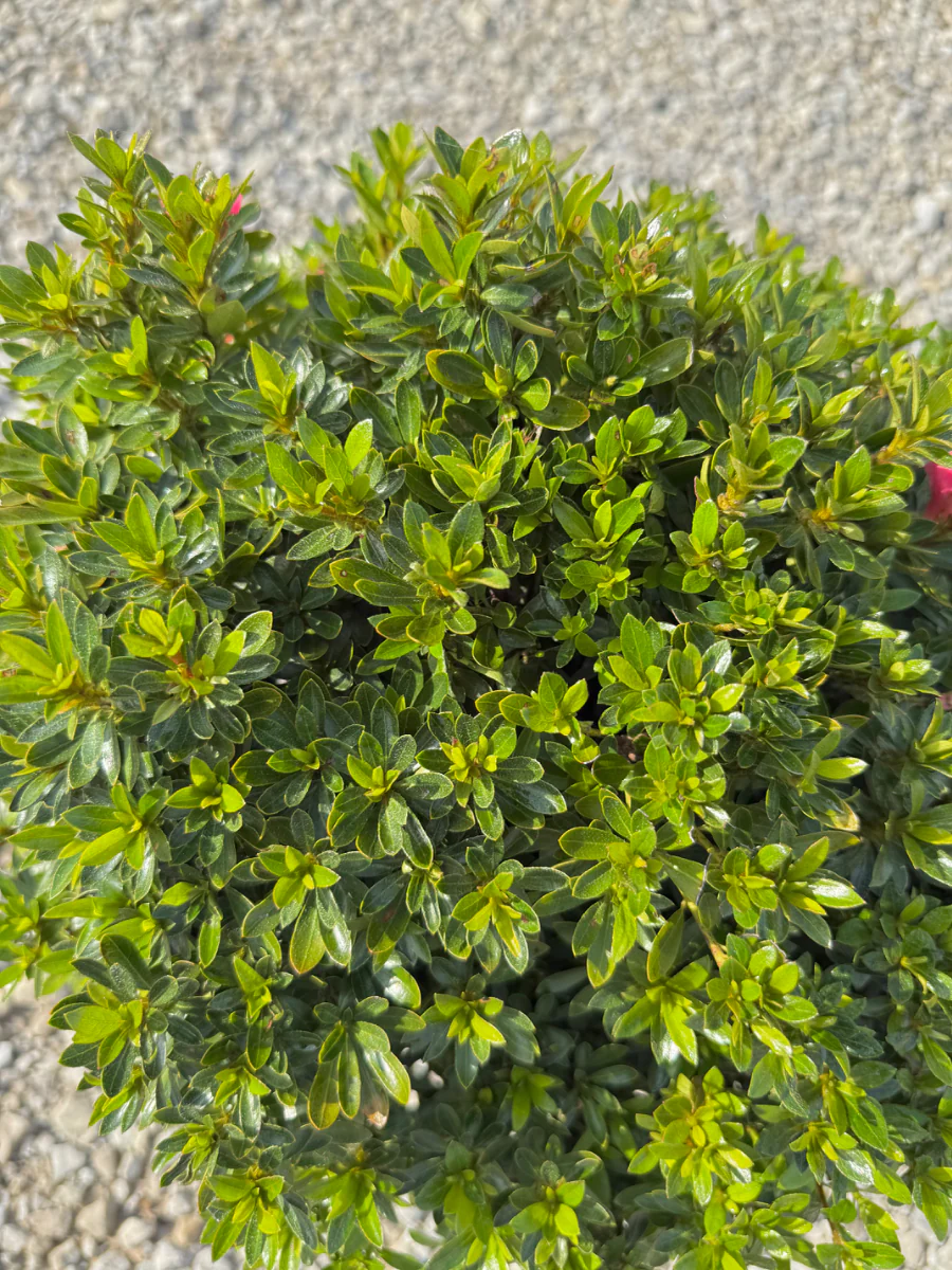 Chinzan Azalea - Image 3