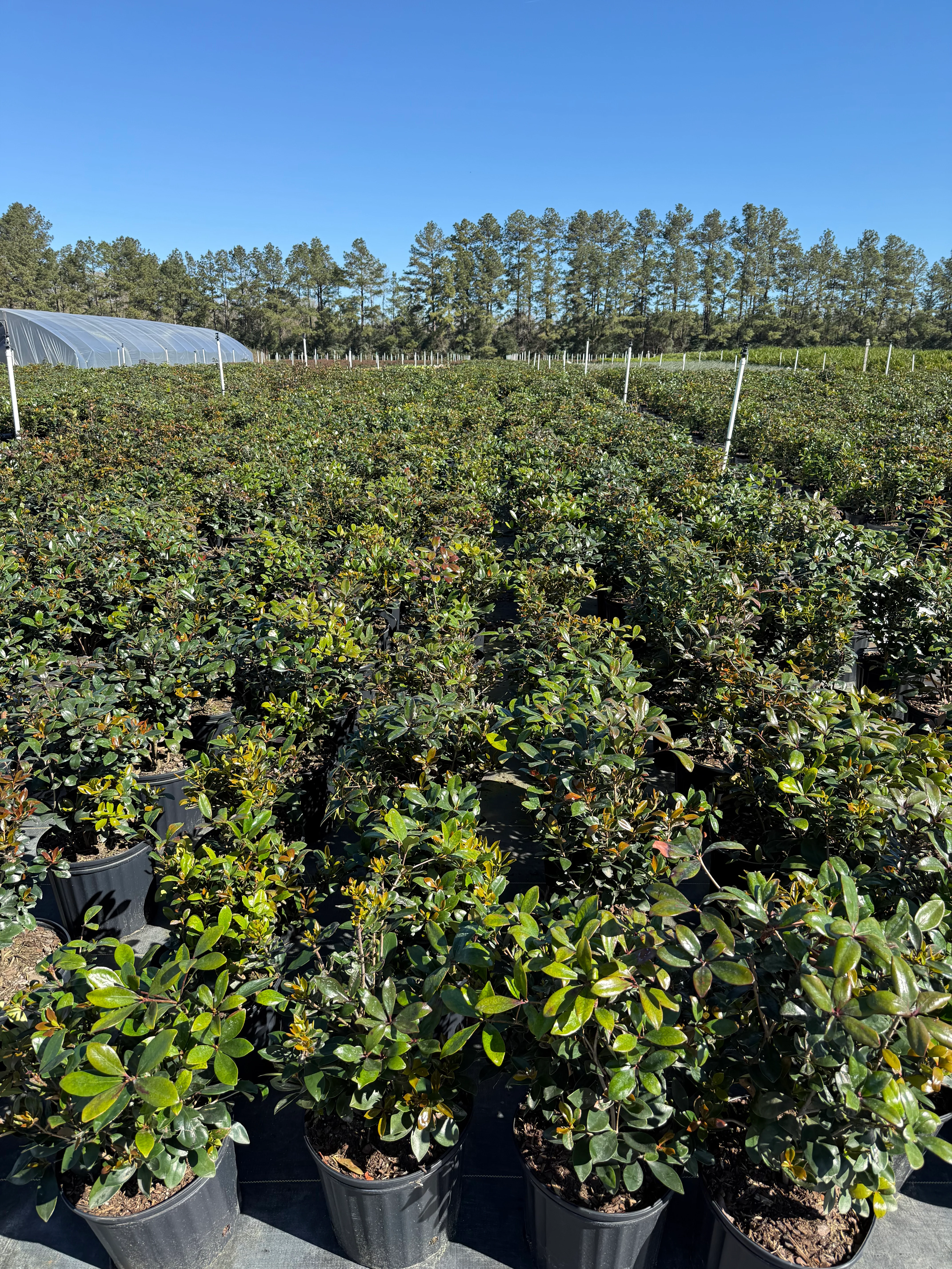 Cleyera Japonica - Image 10