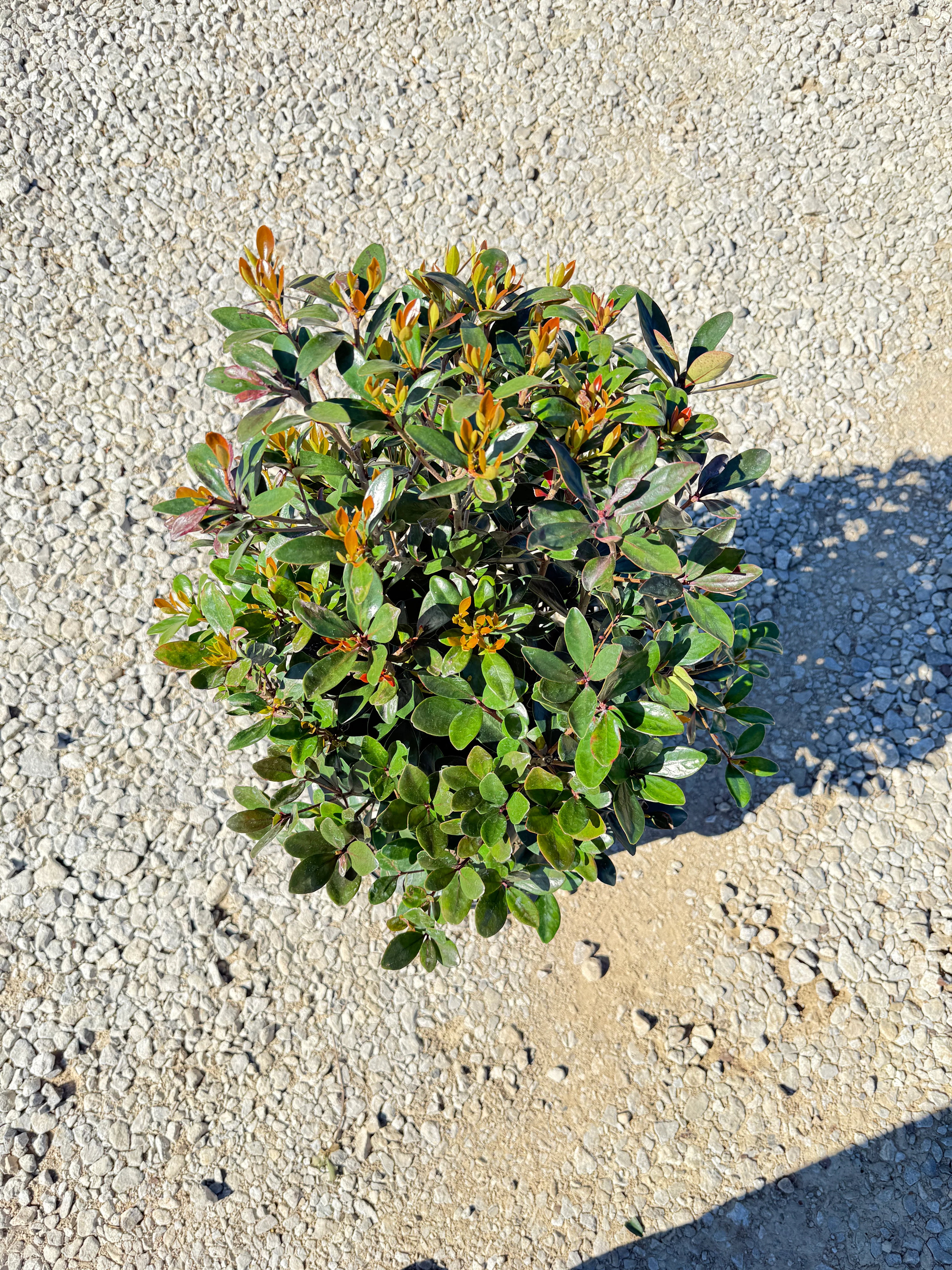 Cleyera Japonica - Image 11