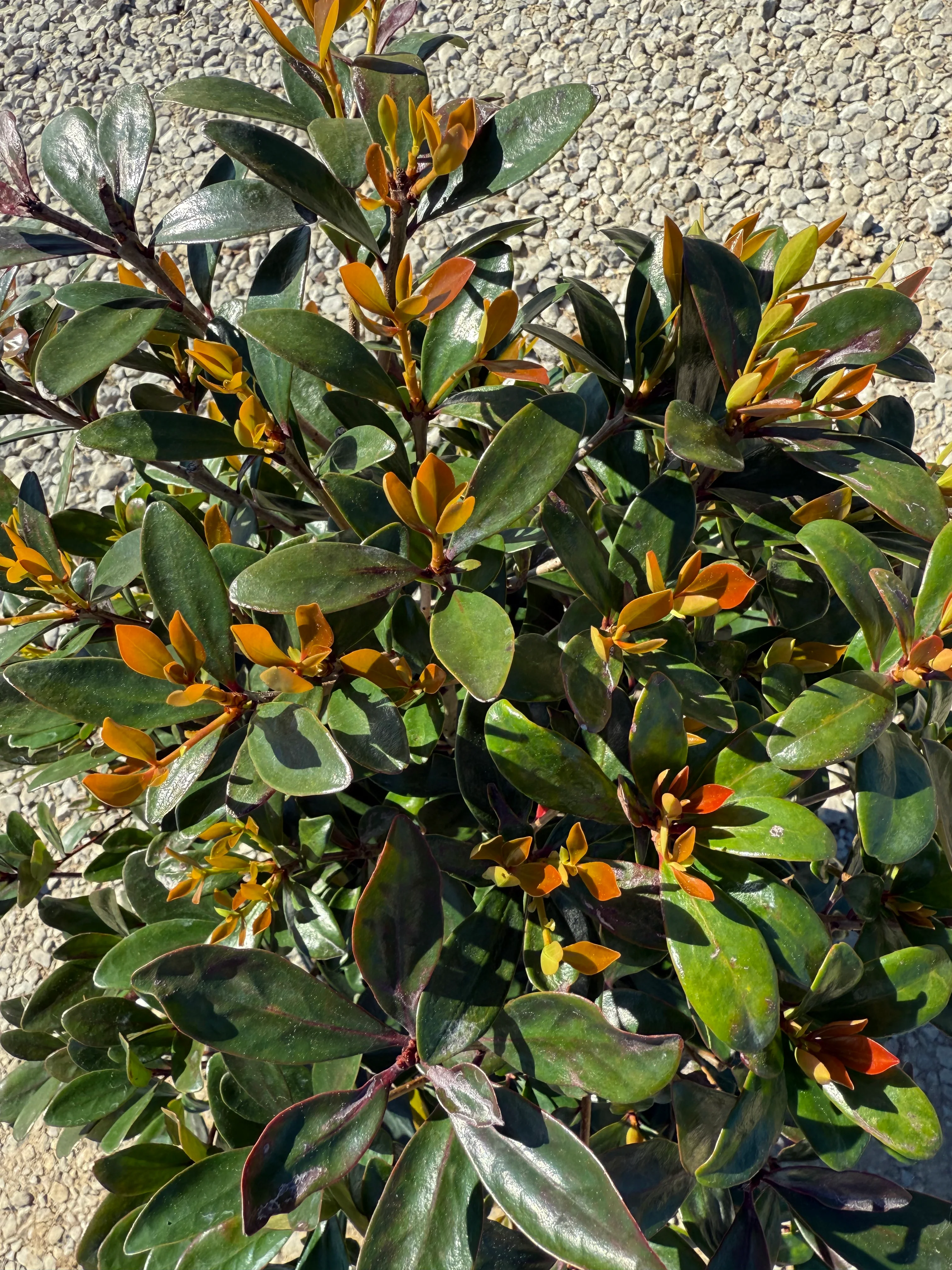 Cleyera Japonica - Image 12
