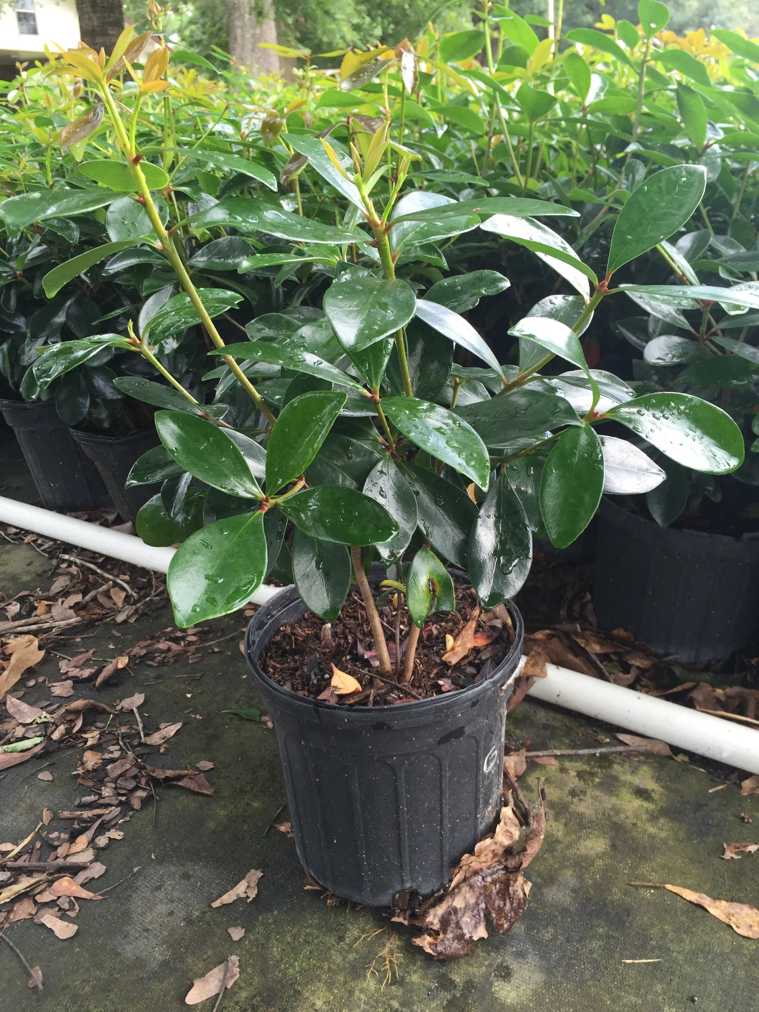 Cleyera Japonica - Image 14