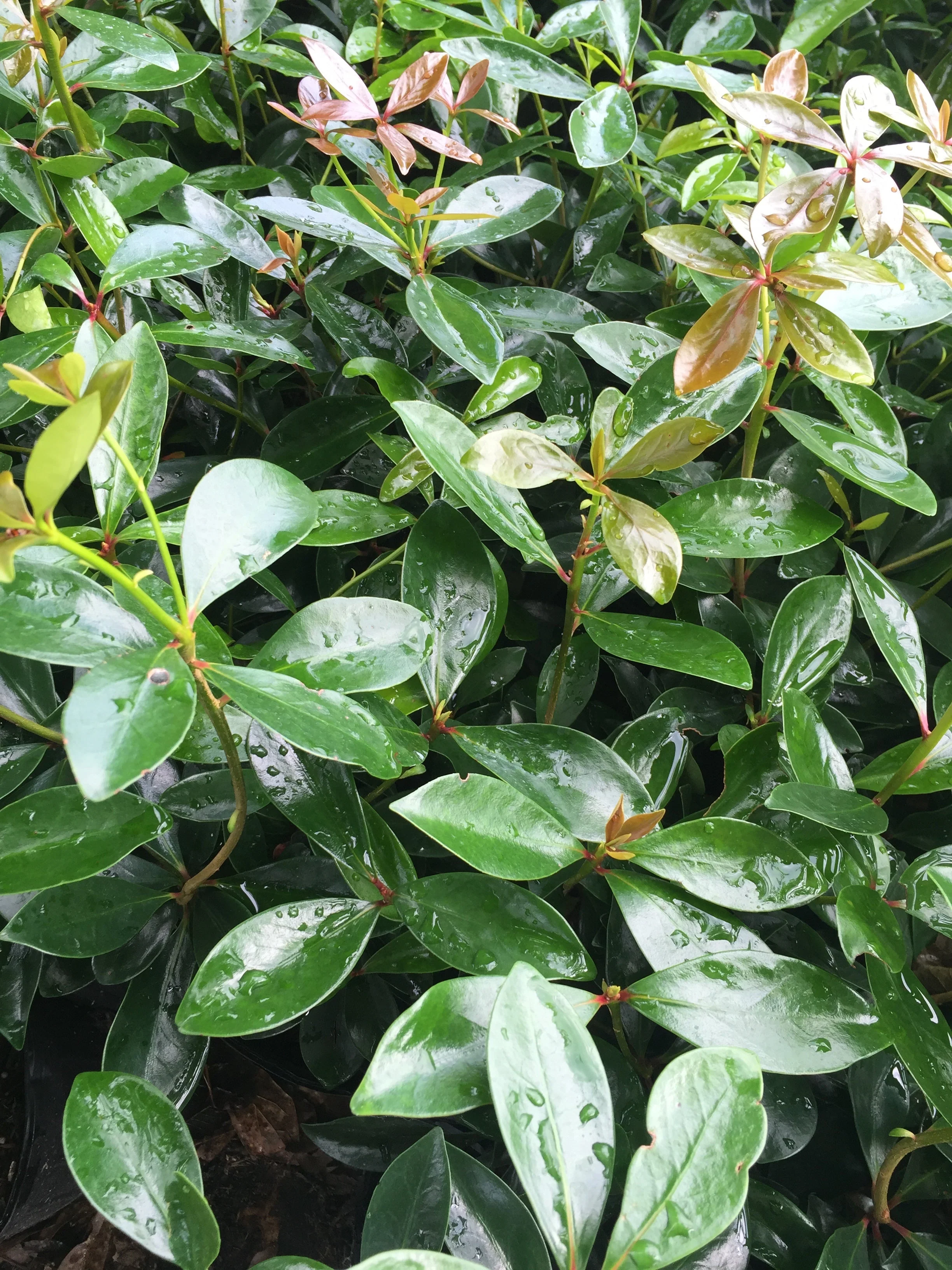 Cleyera Japonica - Image 15