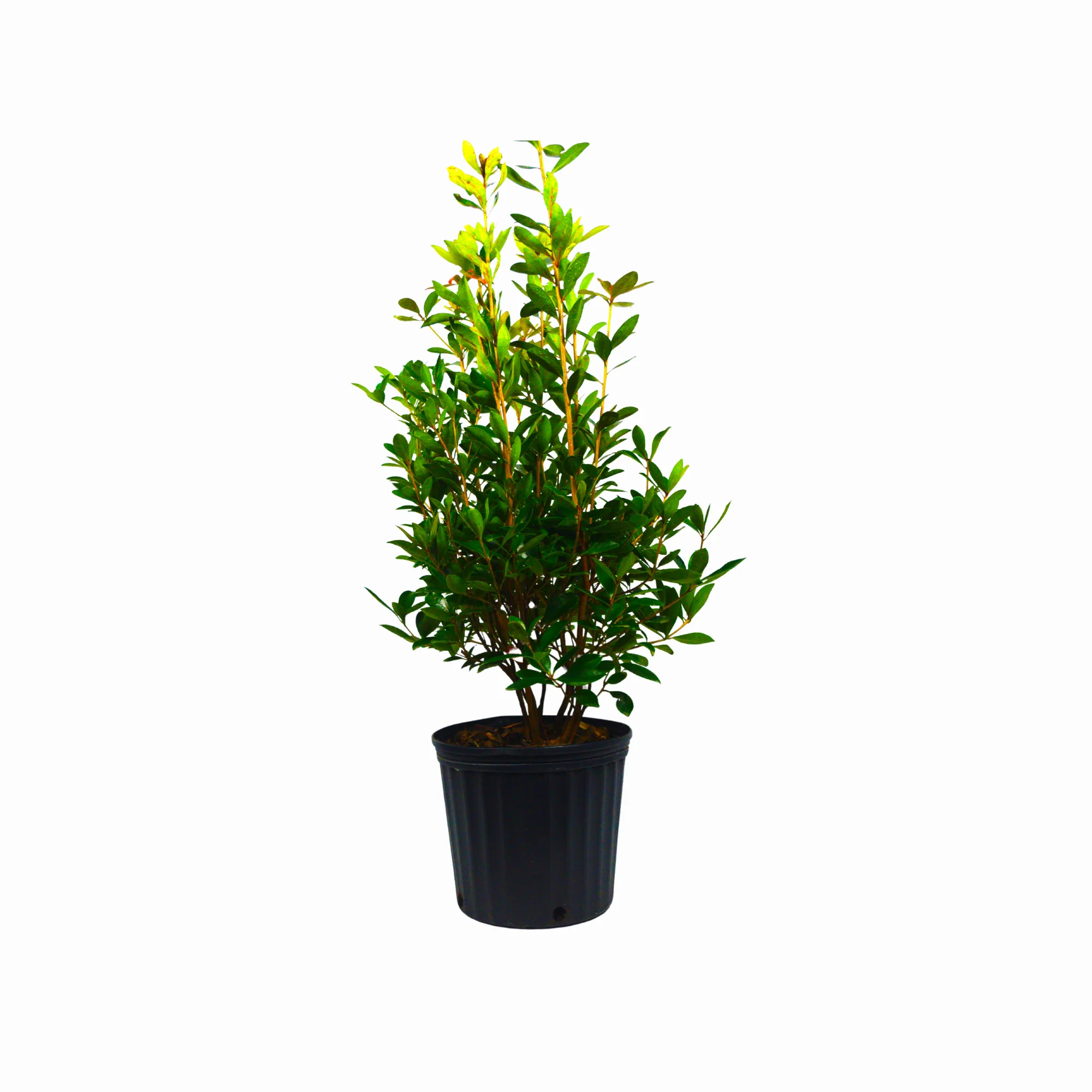 Cleyera Japonica - Image 16