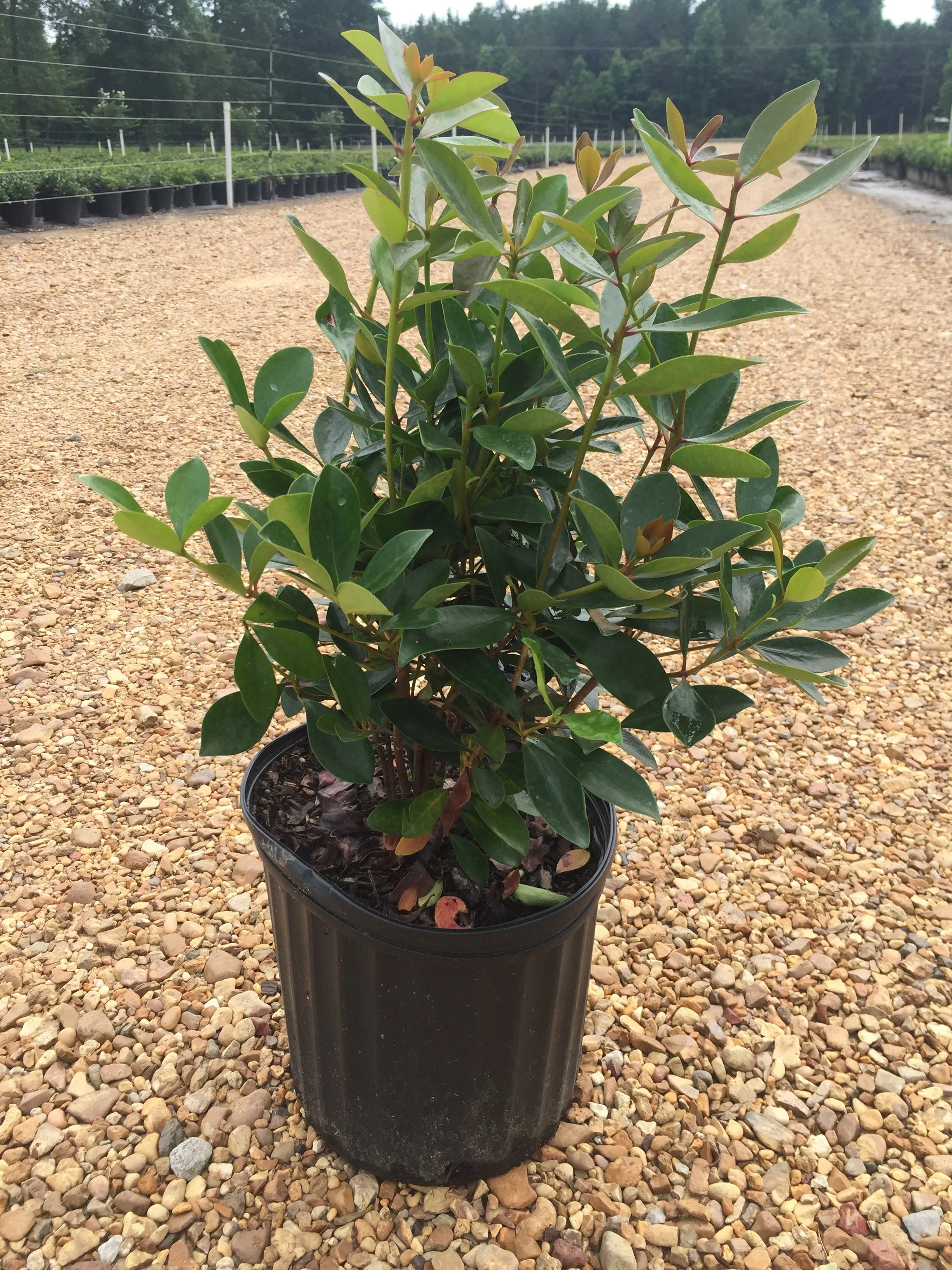 Cleyera Japonica - Image 3
