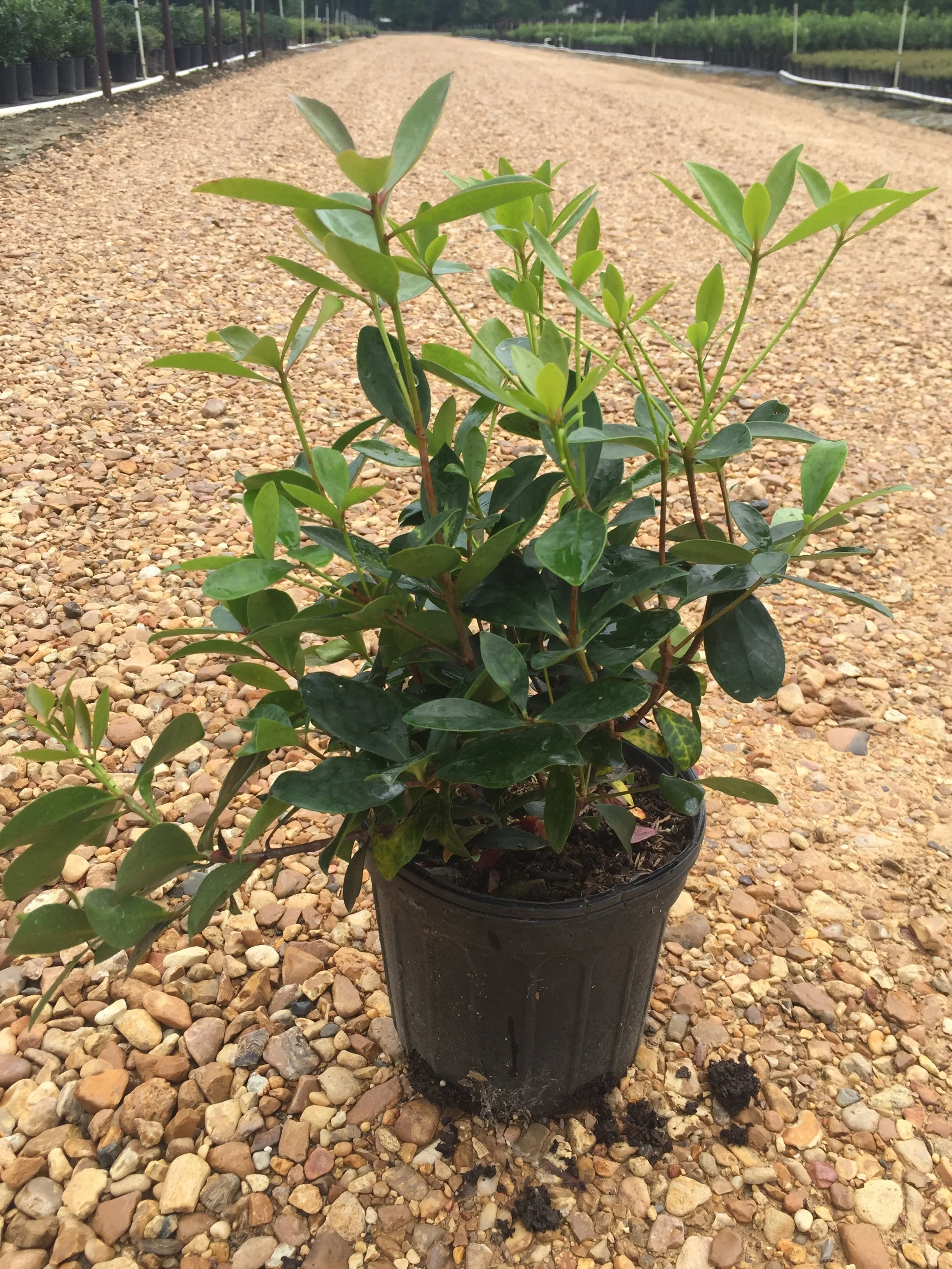 Cleyera Japonica - Image 4