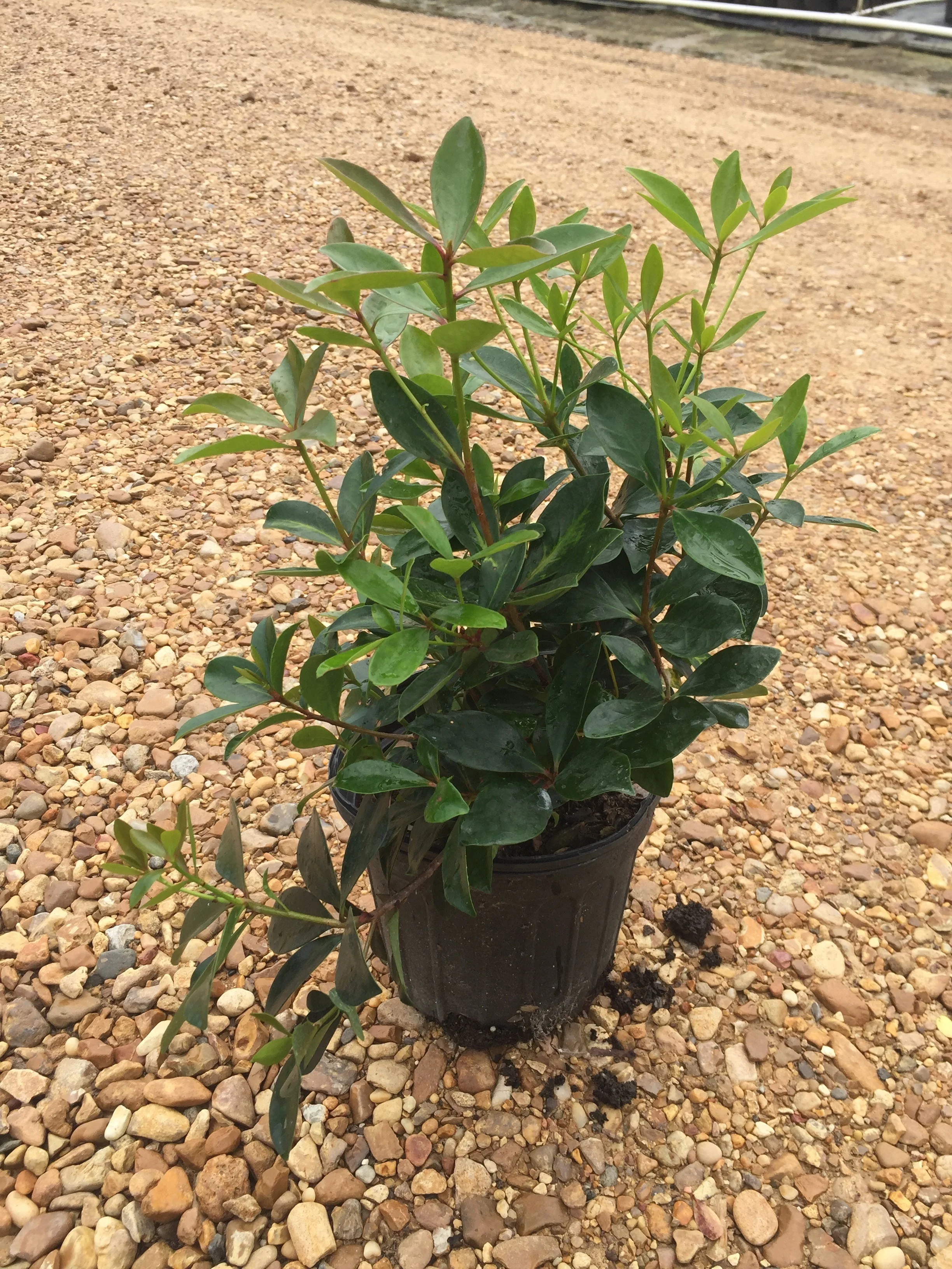 Cleyera Japonica - Image 5