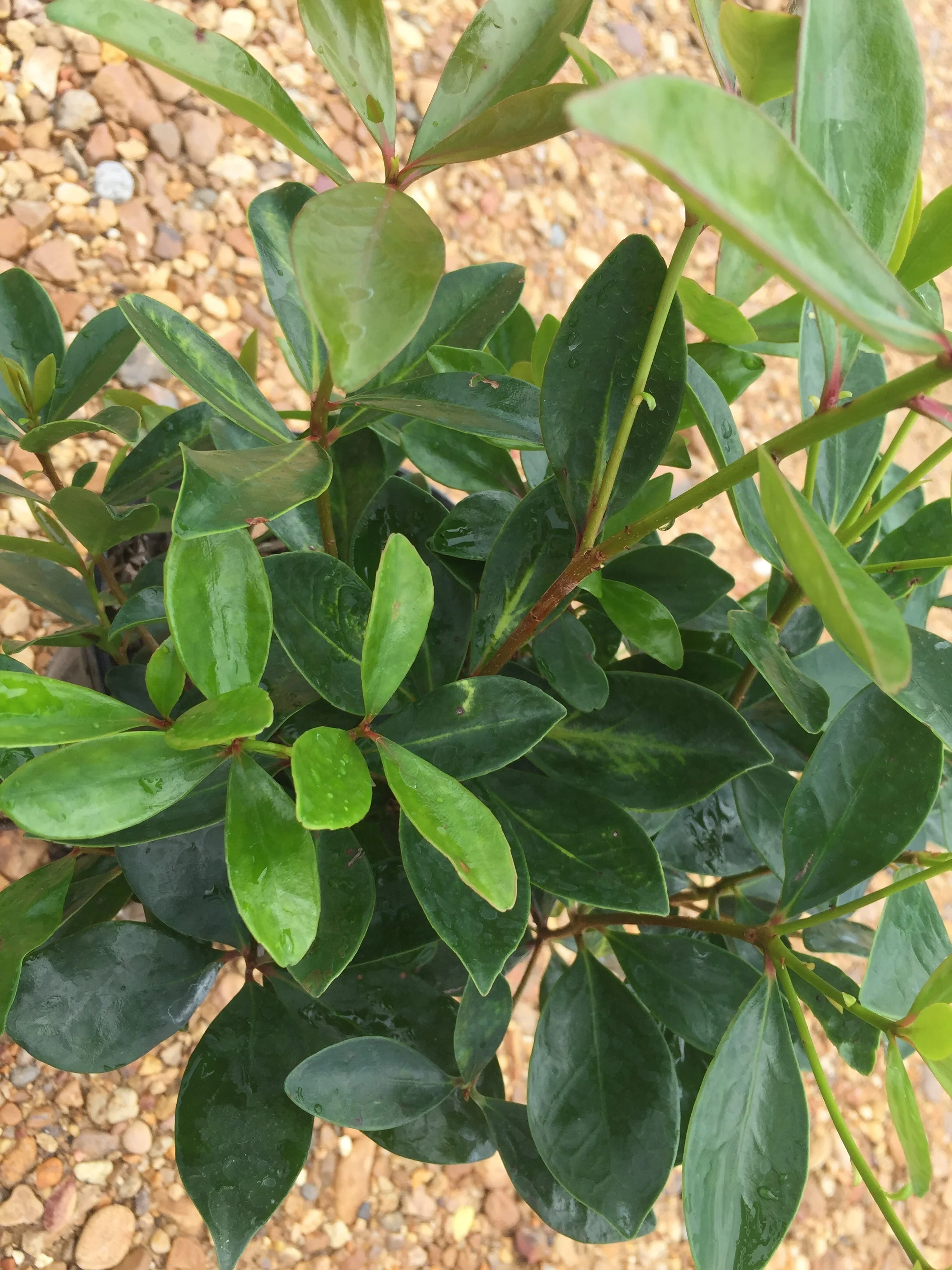 Cleyera Japonica - Image 6