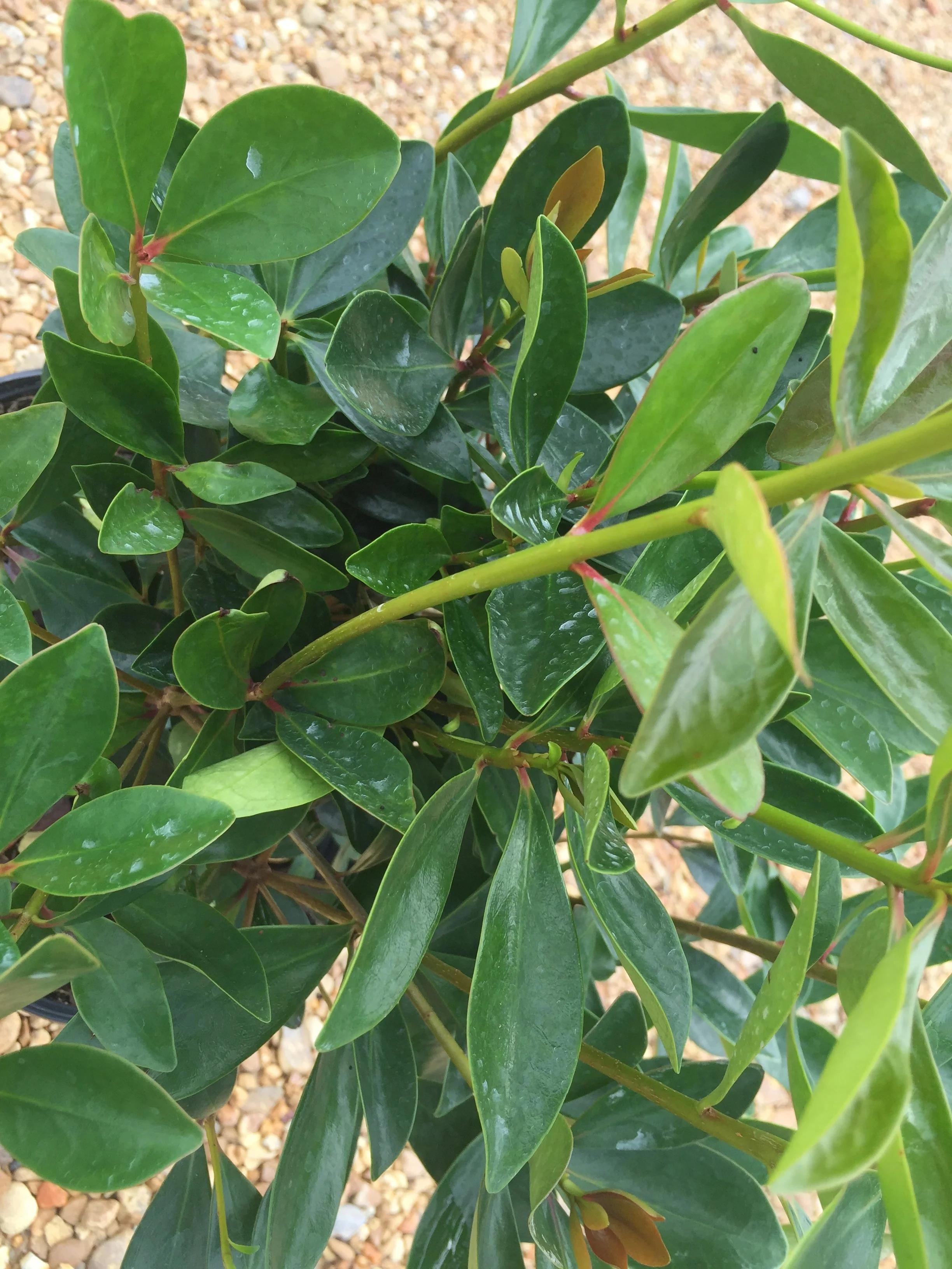 Cleyera Japonica - Image 7
