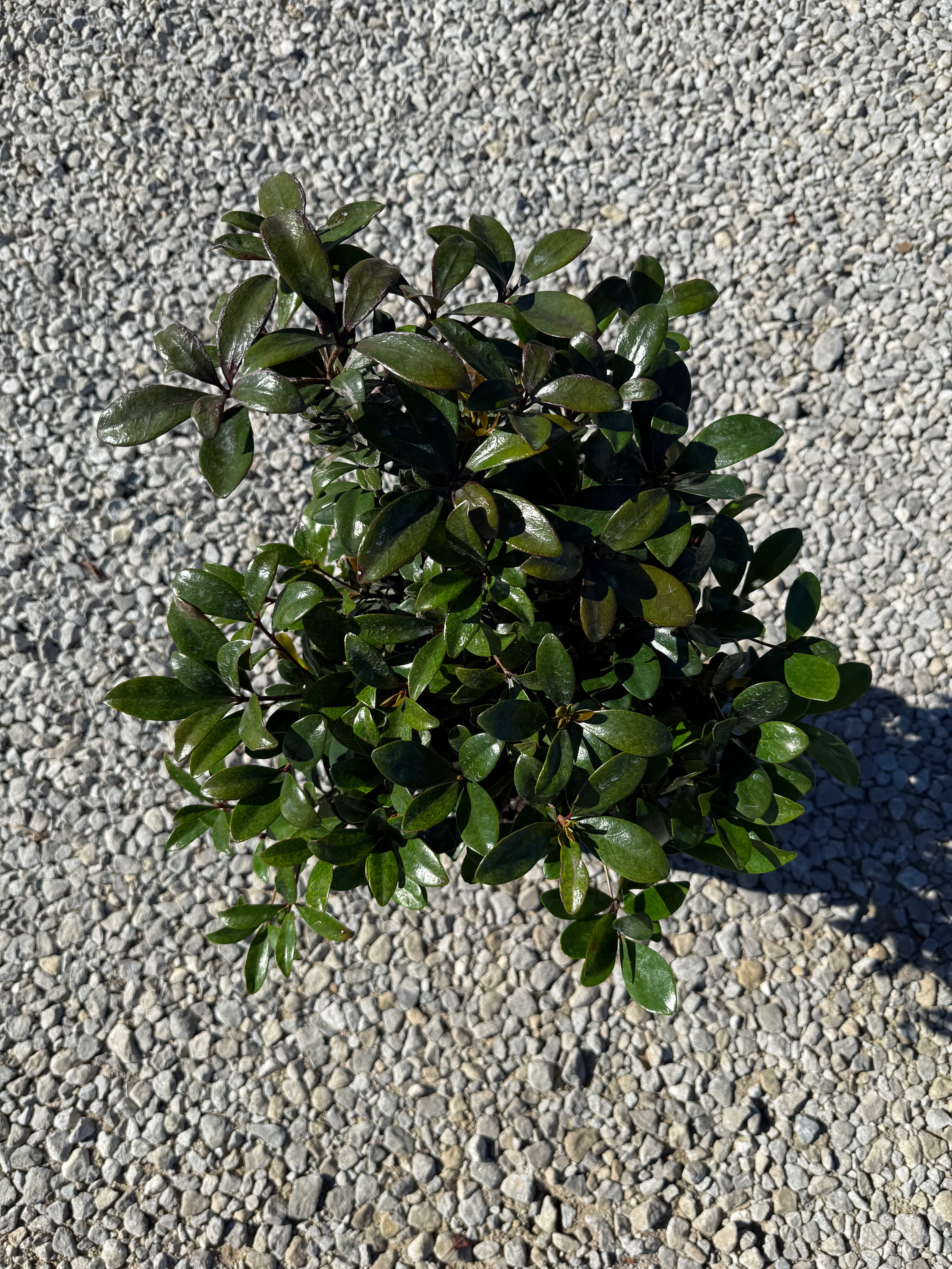 Cleyera Japonica - Image 8