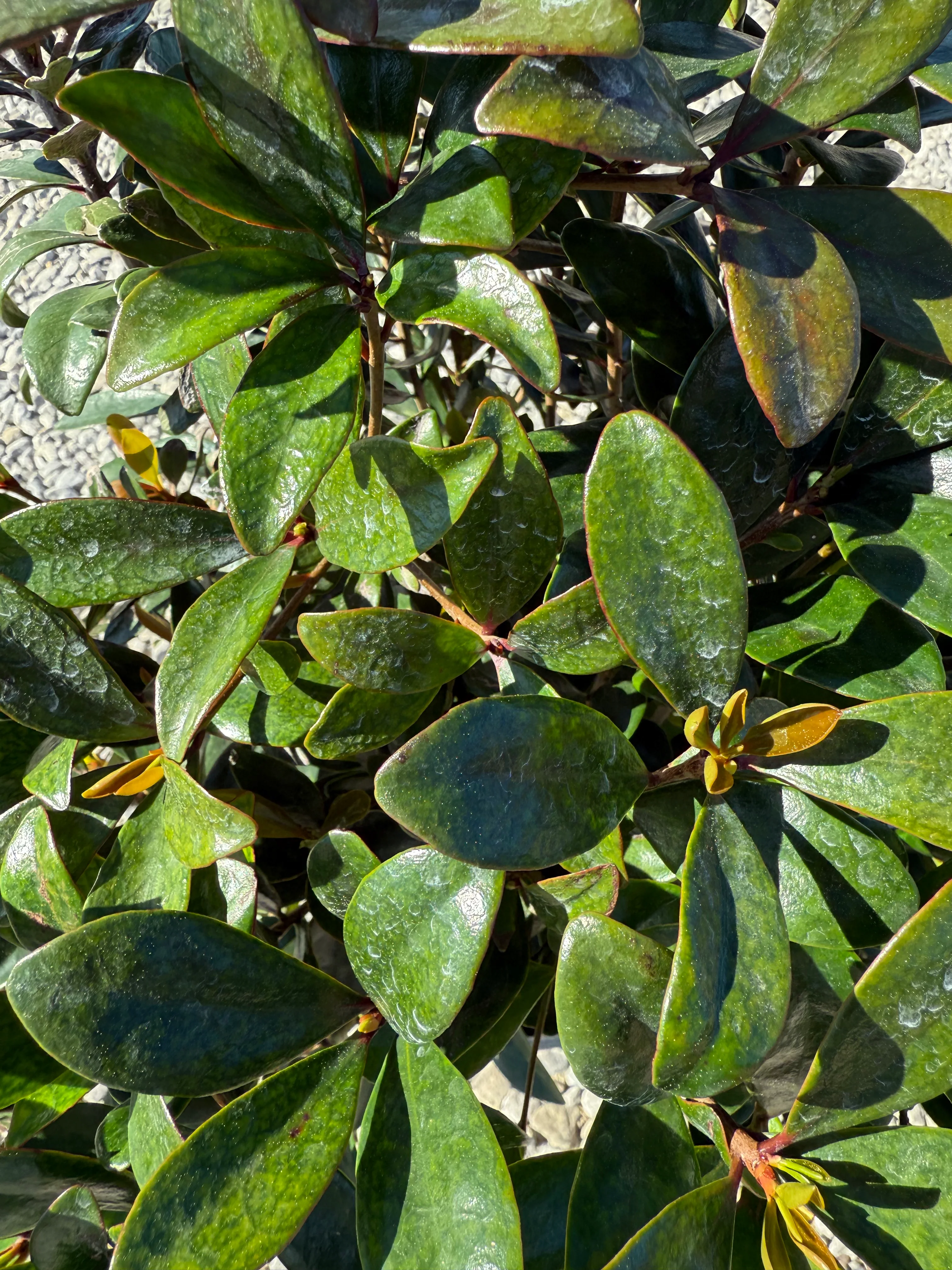 Cleyera Japonica - Image 9