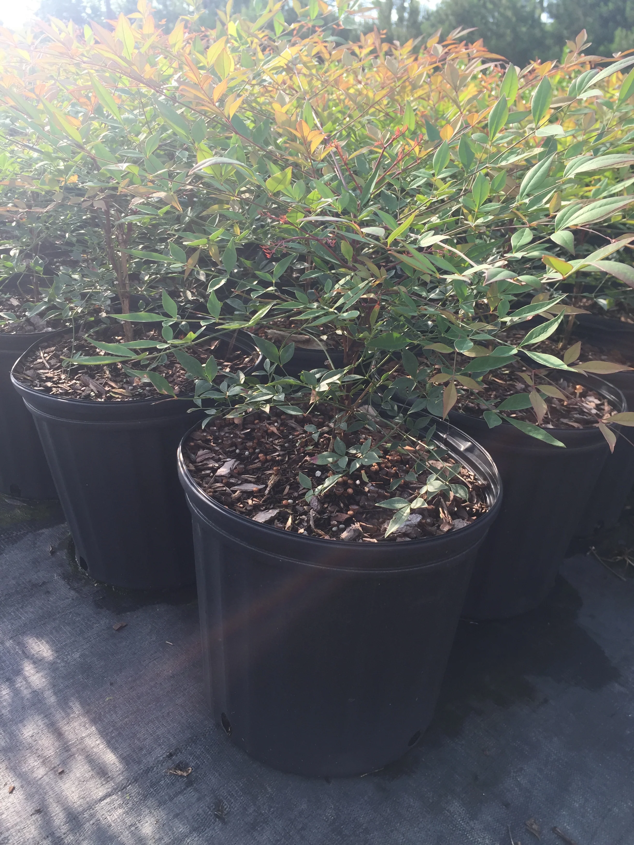 Compacta Nandina - Image 3