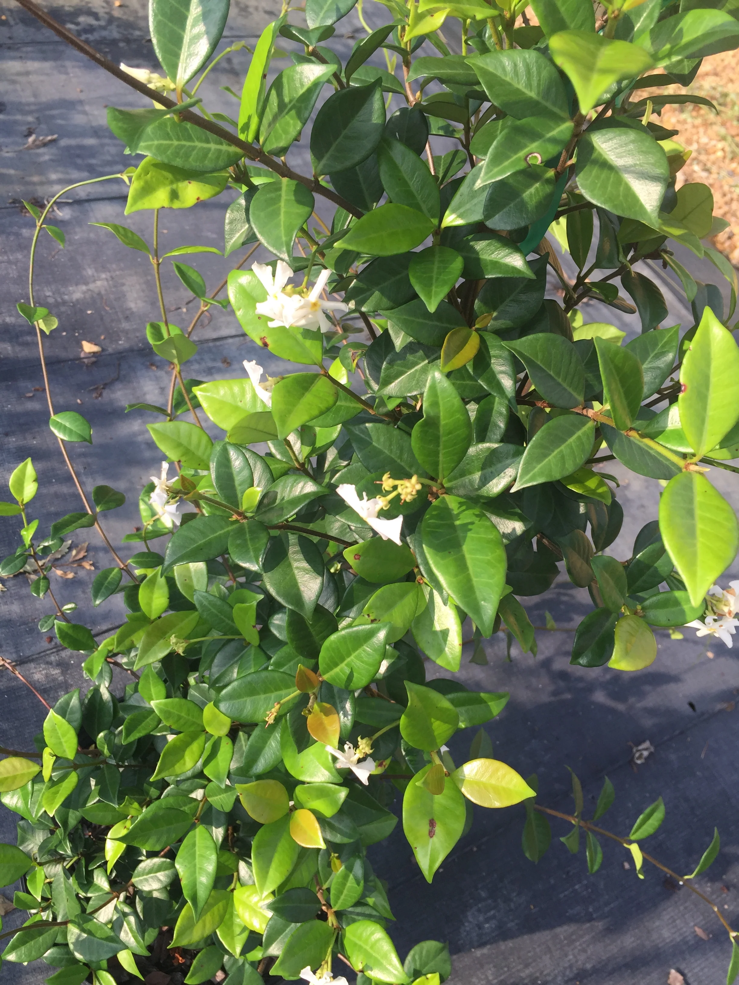 Star Jasmine - Image 3