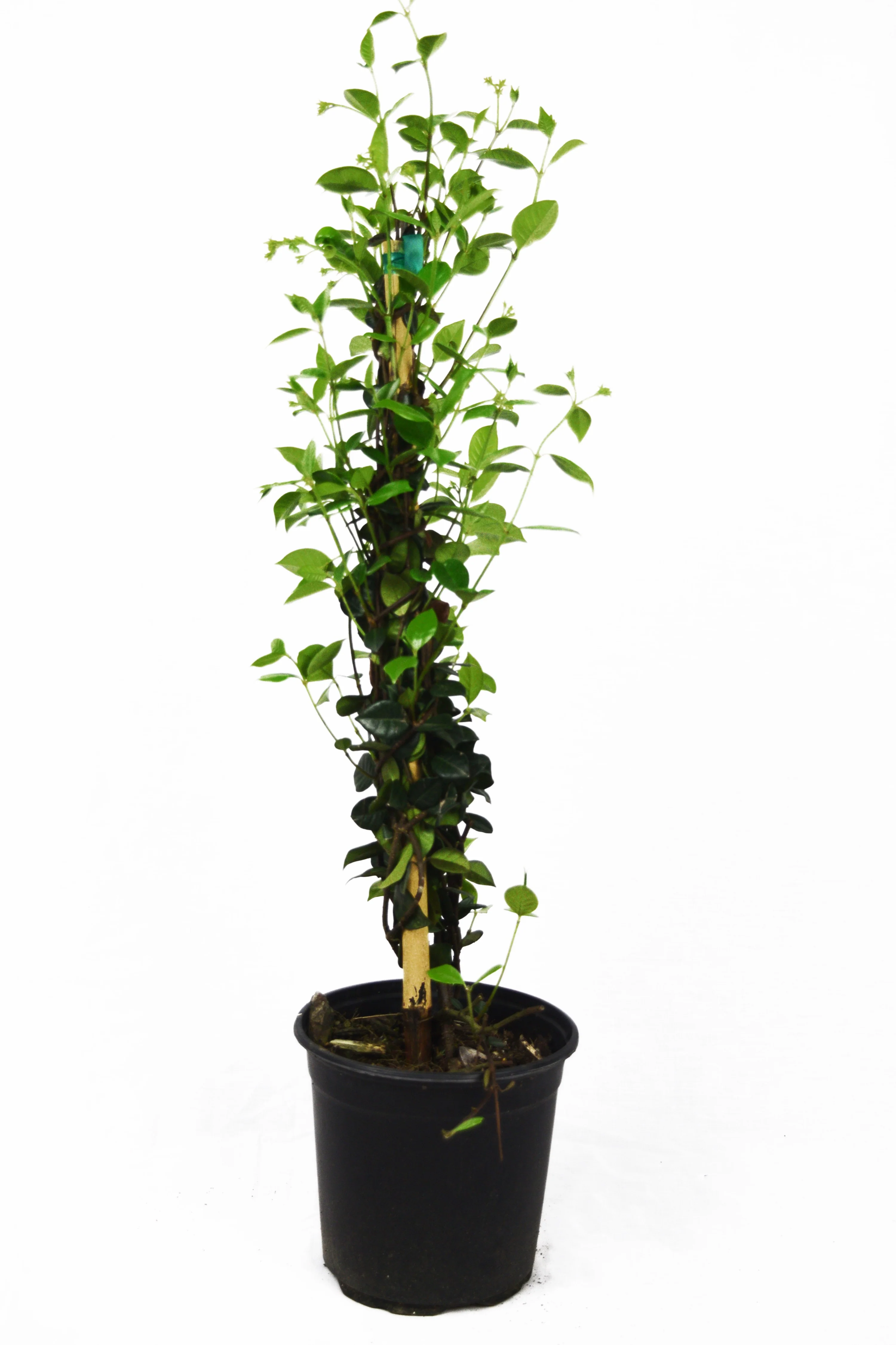 Star Jasmine - Image 4