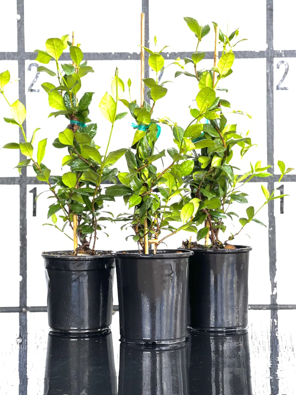 Star Jasmine - Image 5