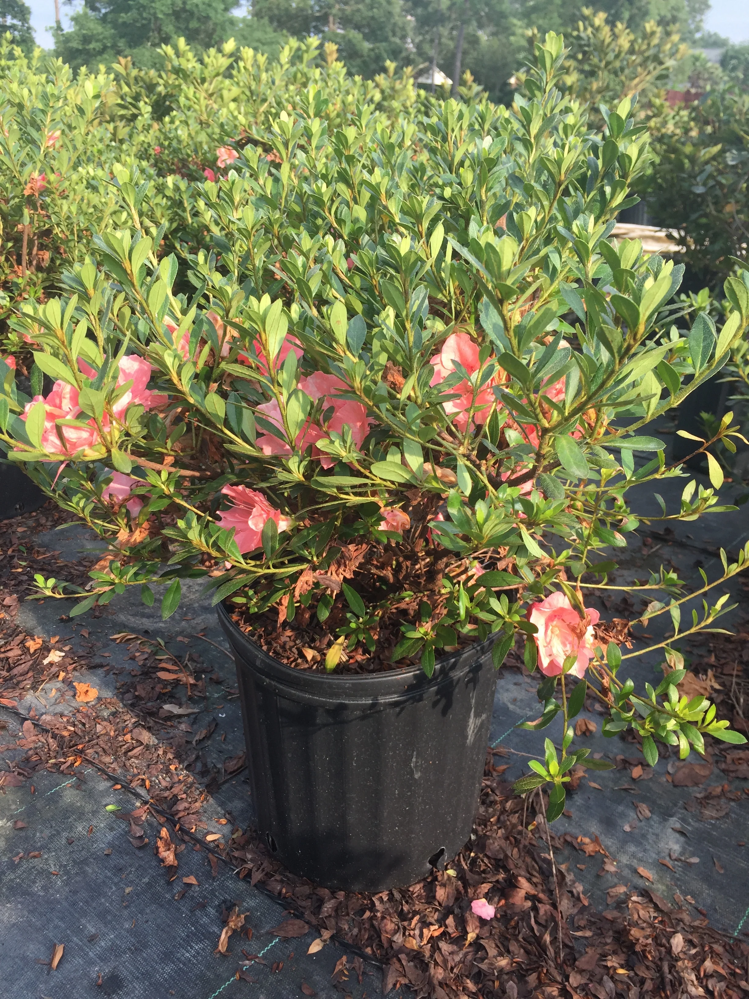 Conversation Piece Azalea - Image 3