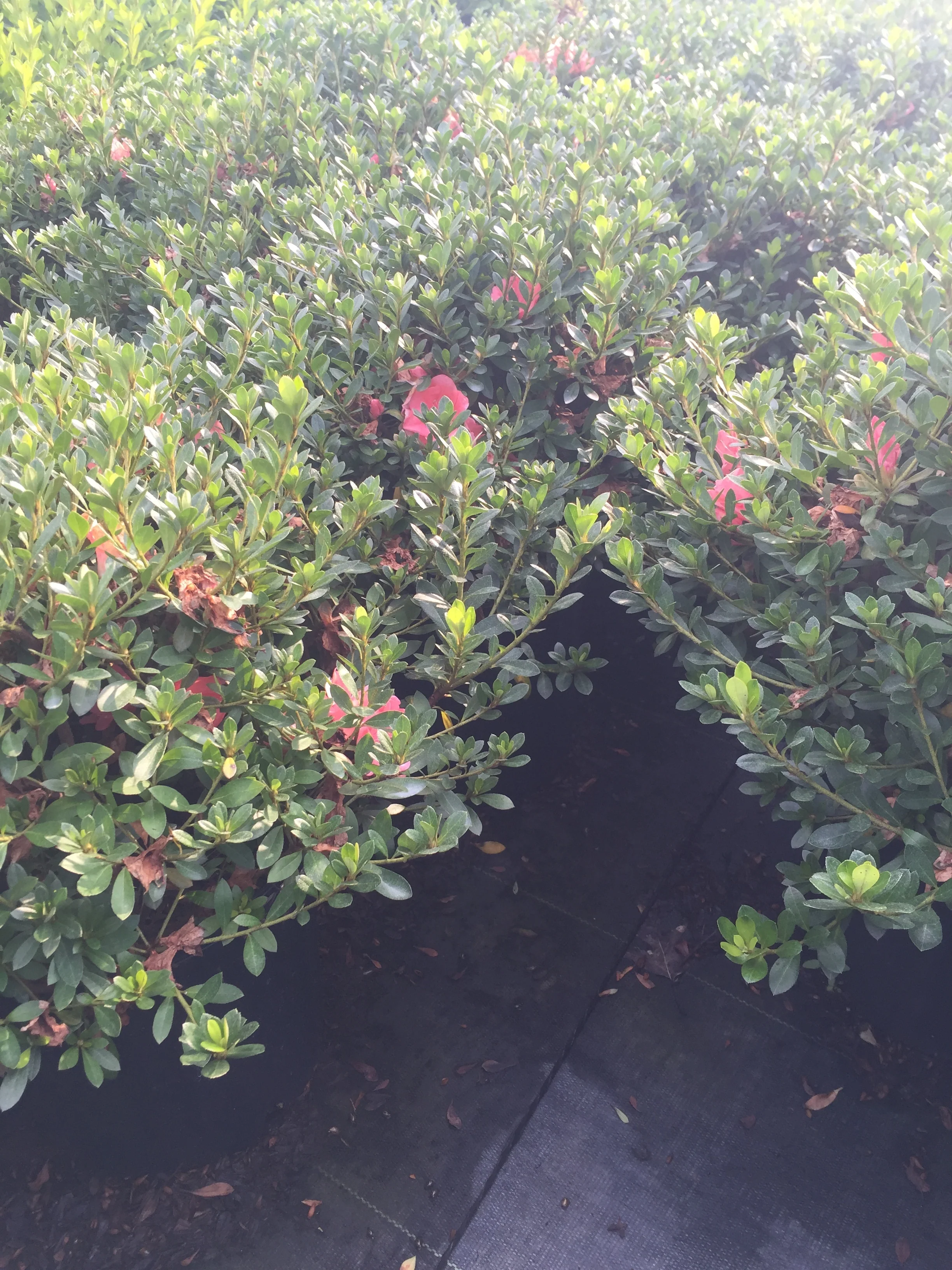 Conversation Piece Azalea - Image 4